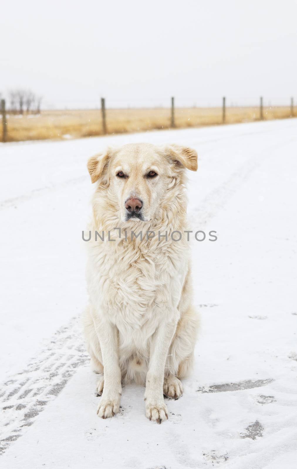 A male Golden Labrador Retriever sitting outside in winter while it lightly snows.
