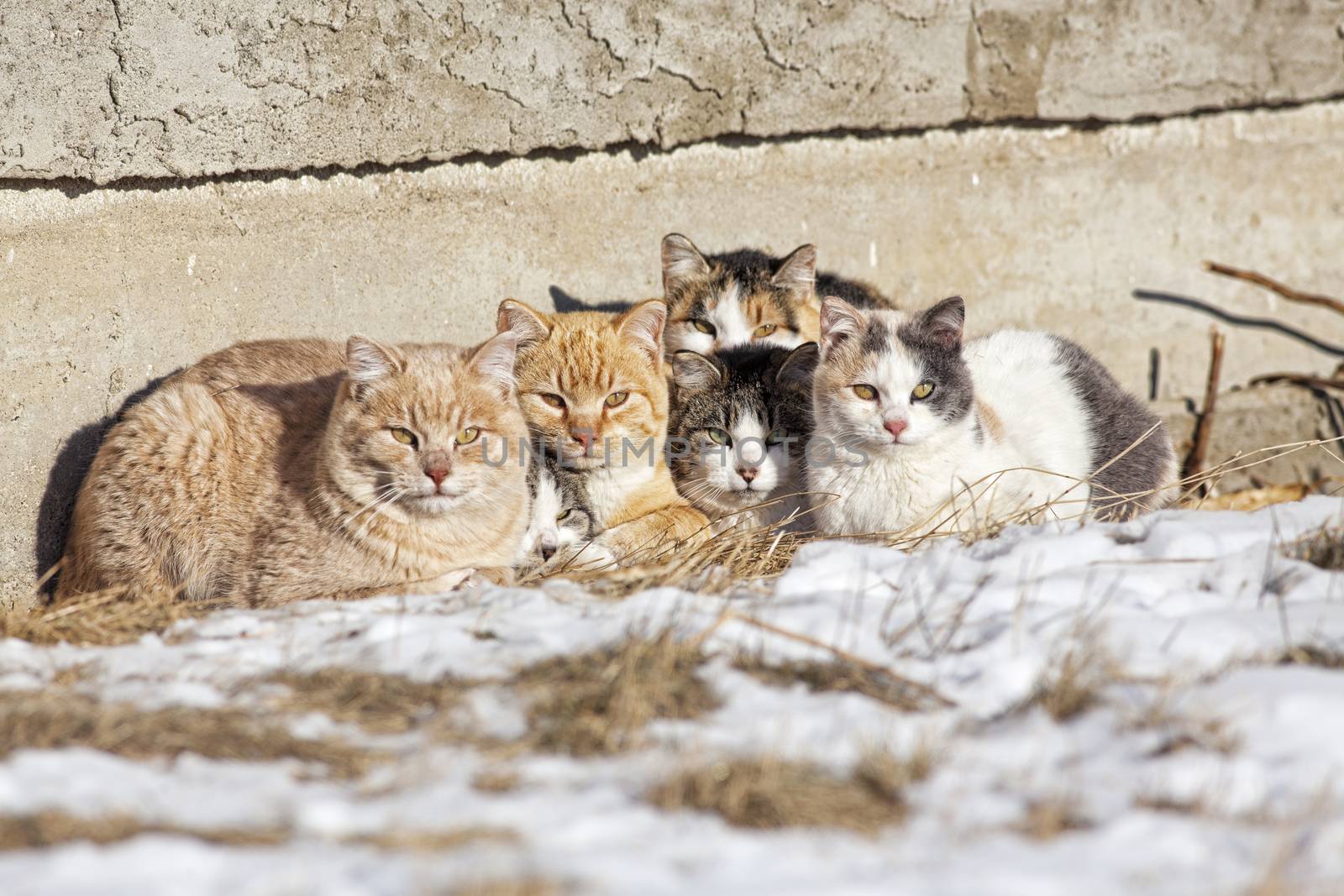 A group of feral cats huddled together to keep warm, near the wall of an old abandoned home .  Taken during -28C weather.