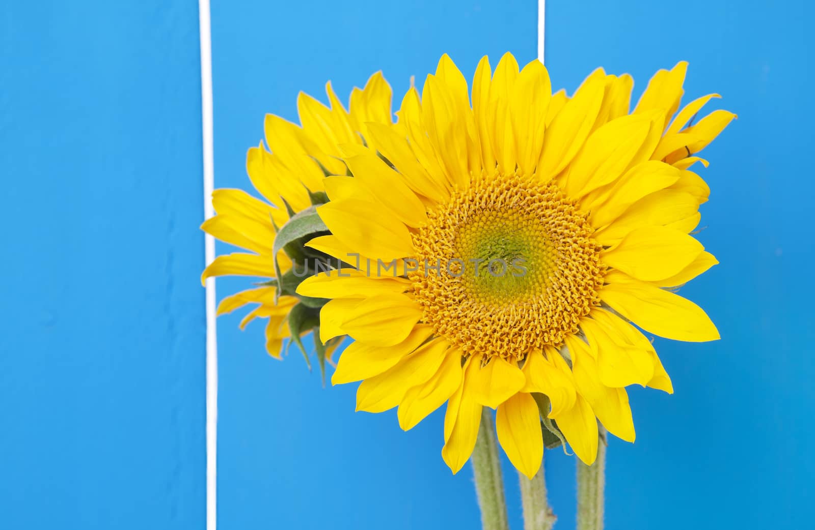 Sunflowers against a bright blue fence.