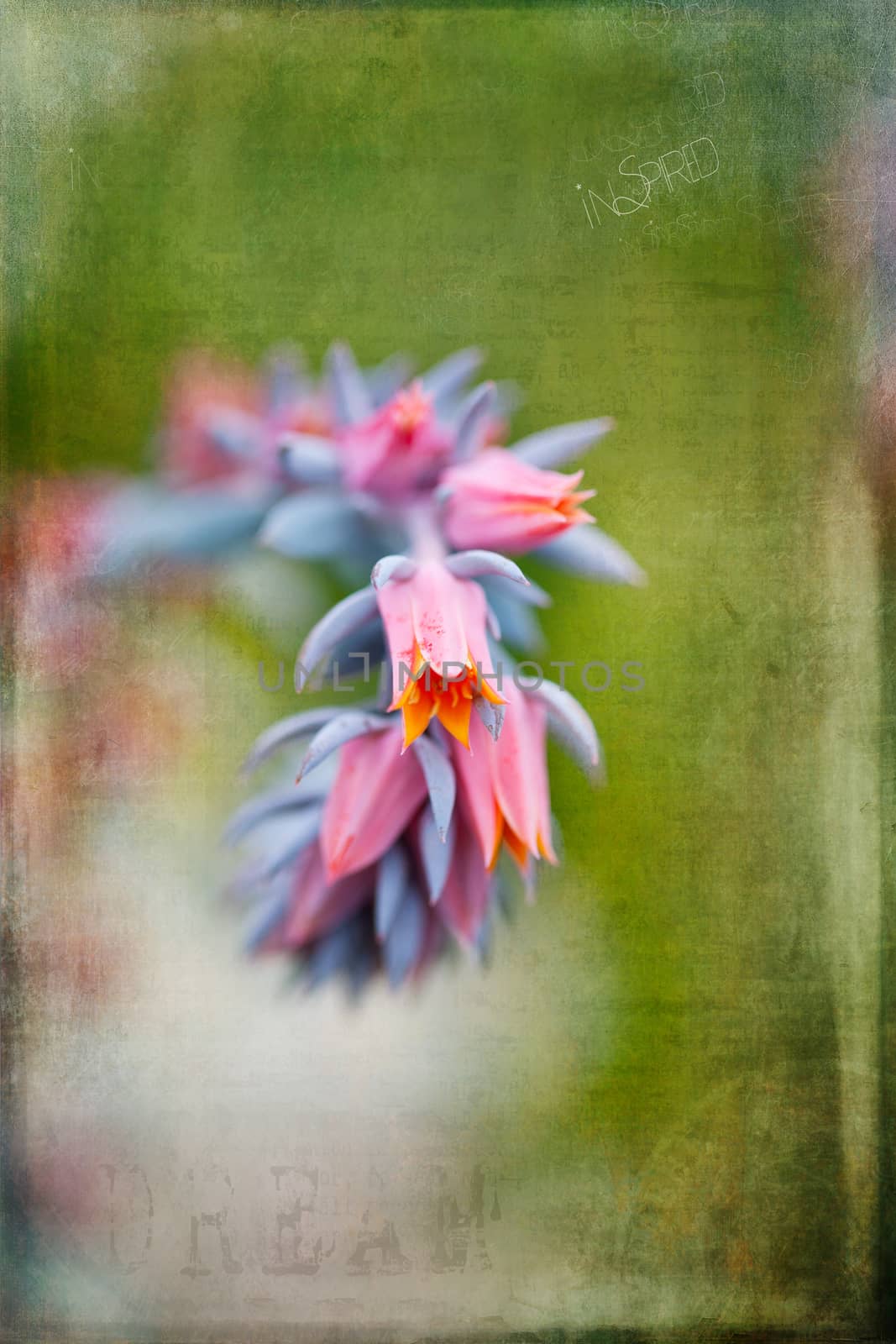 Dreamy image of a blue, pink, and yellow cactus blossom. Artistically textured.
