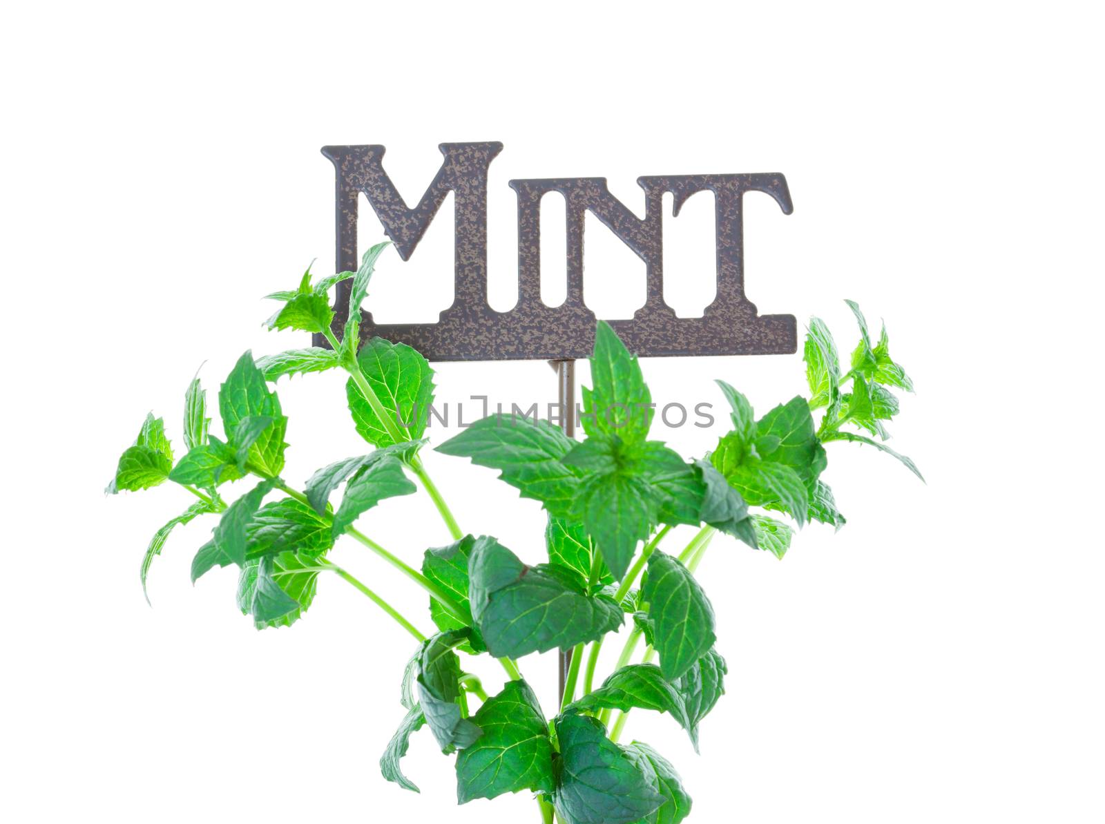 Fresh sprigs of mint around a metal garden marker.  Shot on white background.