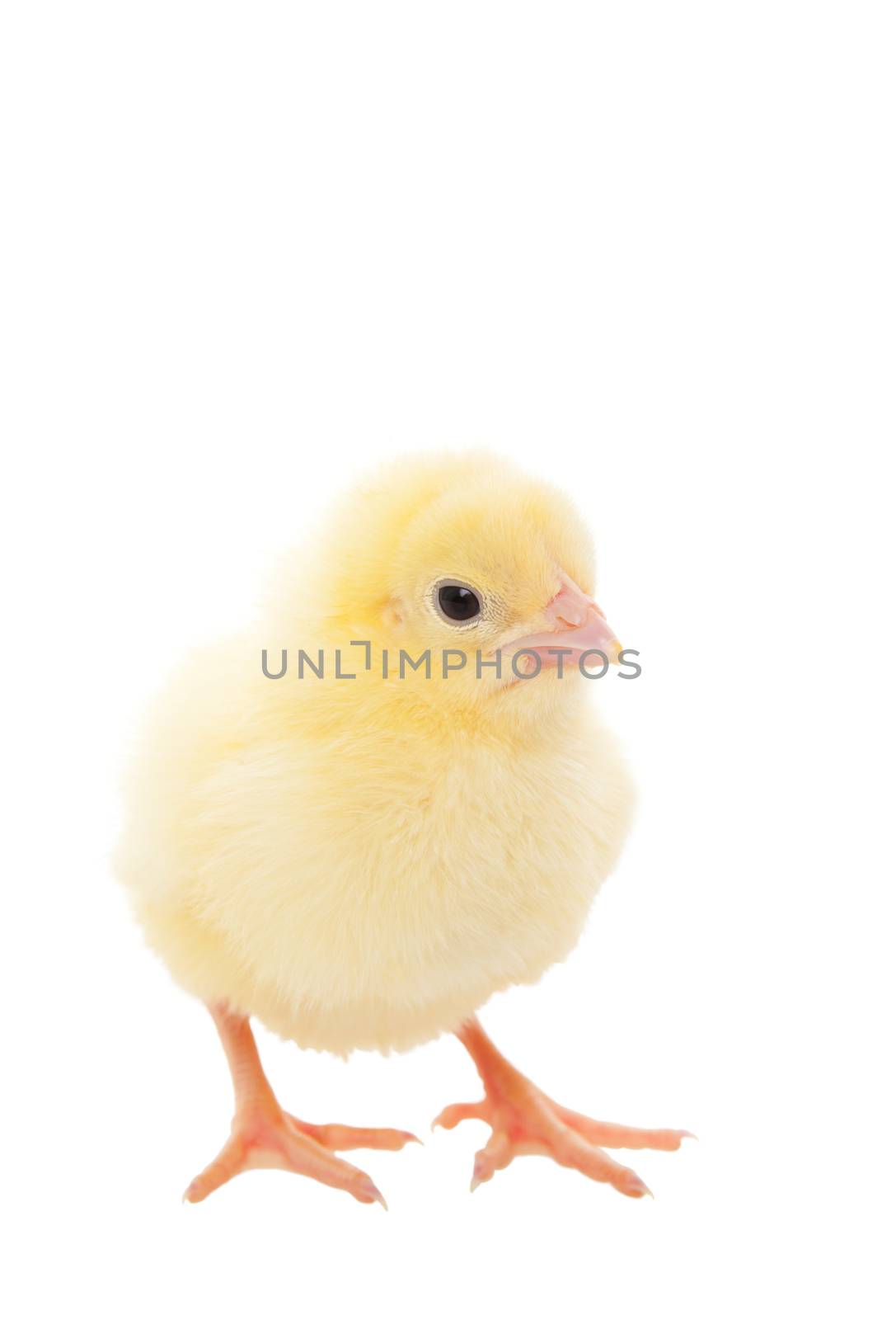 Baby Chick by songbird839