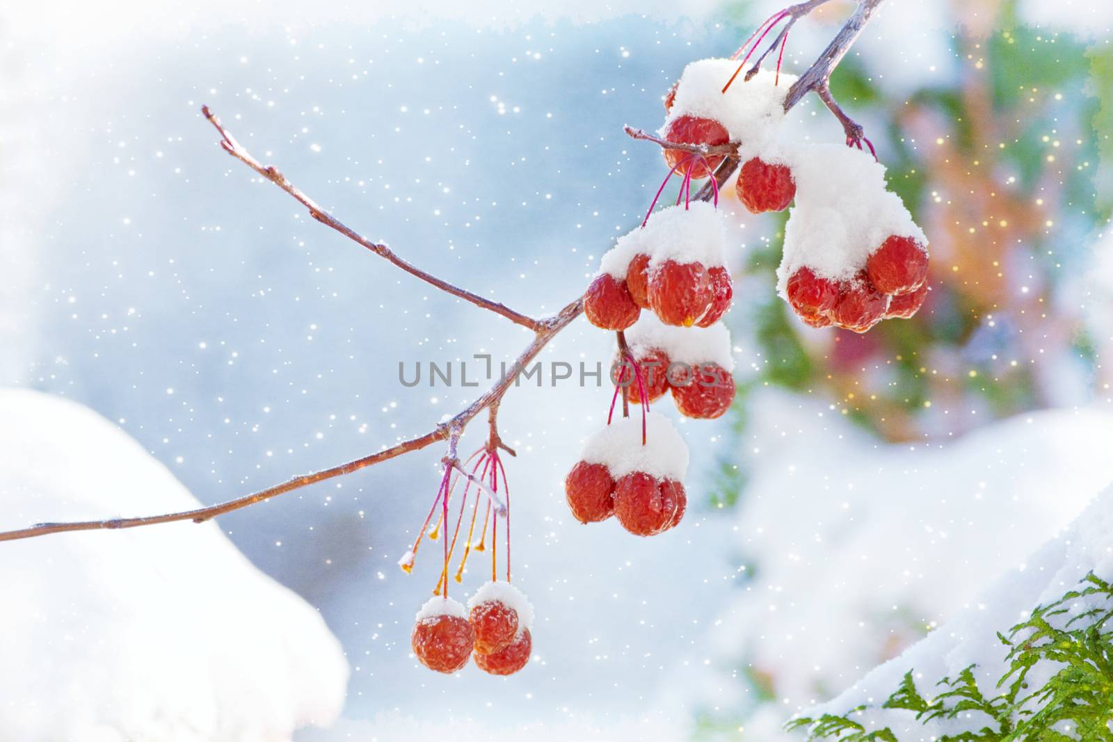 Winter's Beautiful Bounty by songbird839