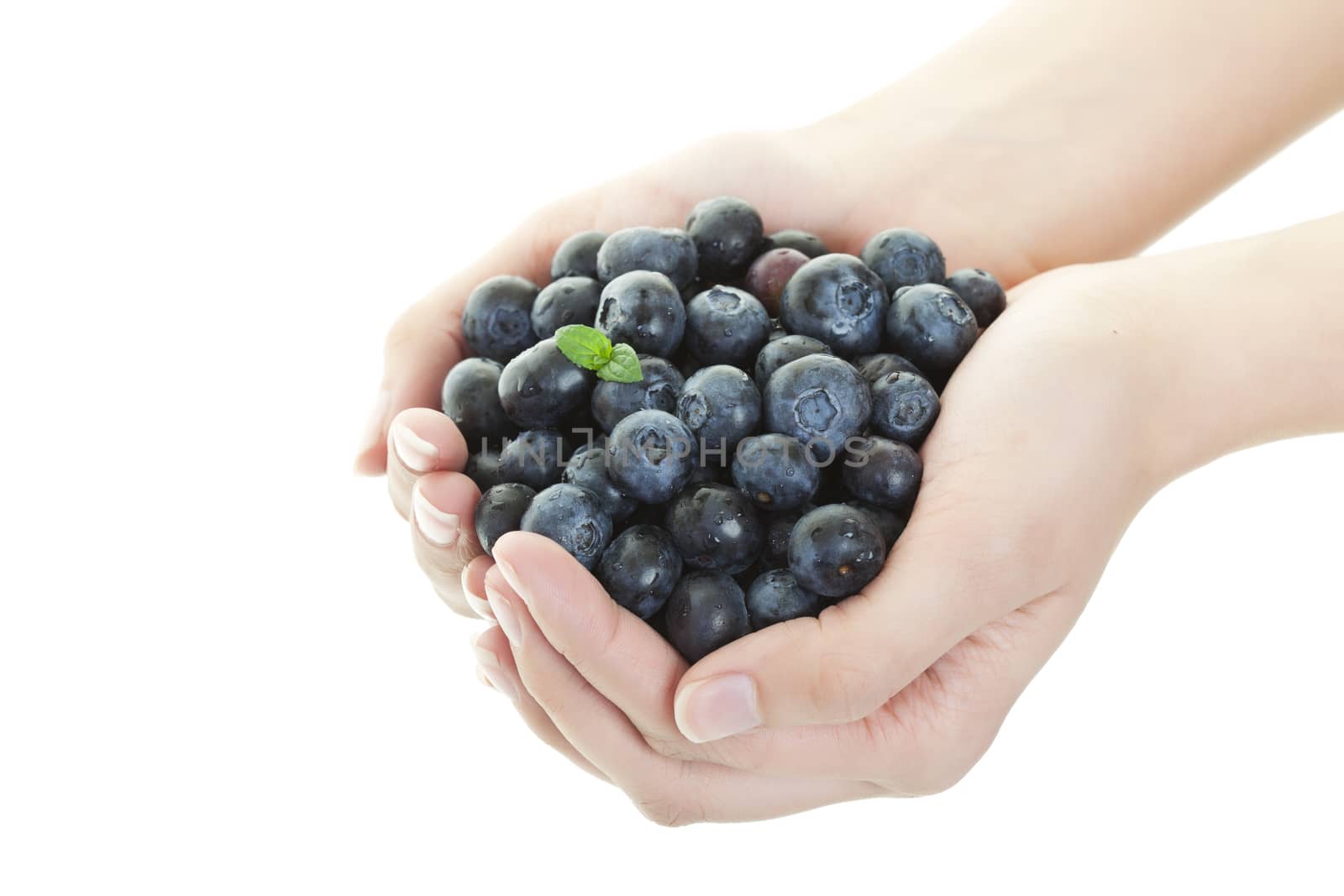 A double handful of freshly picked blueberries!  Shot on white background.