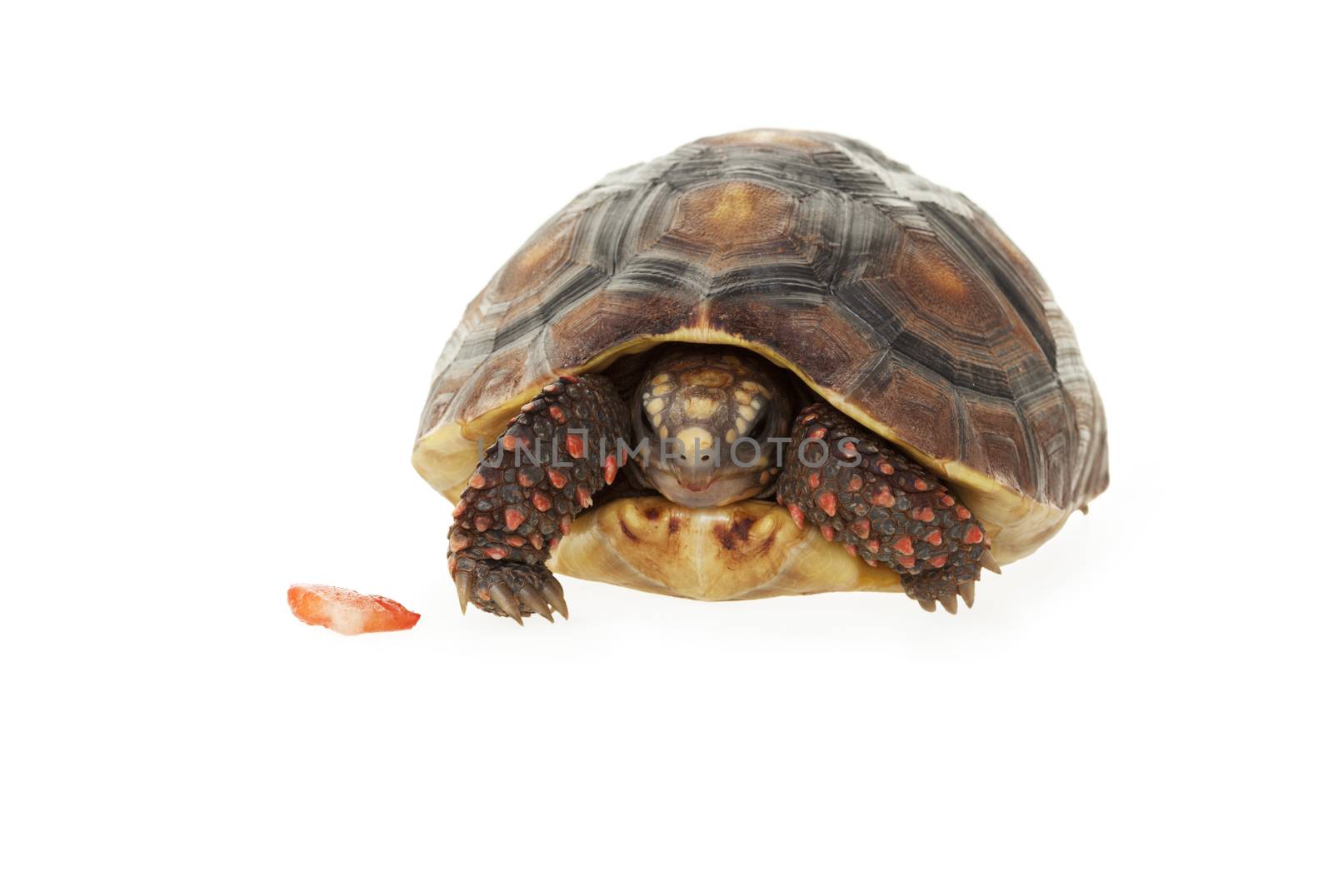 A 2 year old, female, Red- Footed Tortoise partially tucked into her shell with a piece of strawberry next to her.  Shot on white background.