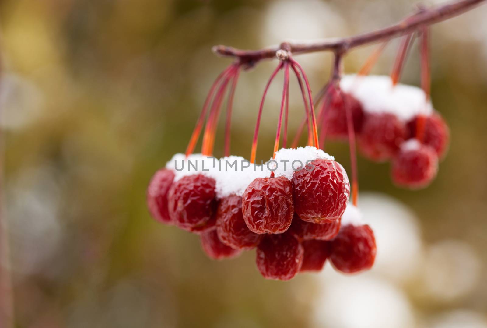 Snow Covered Crab Apples by songbird839