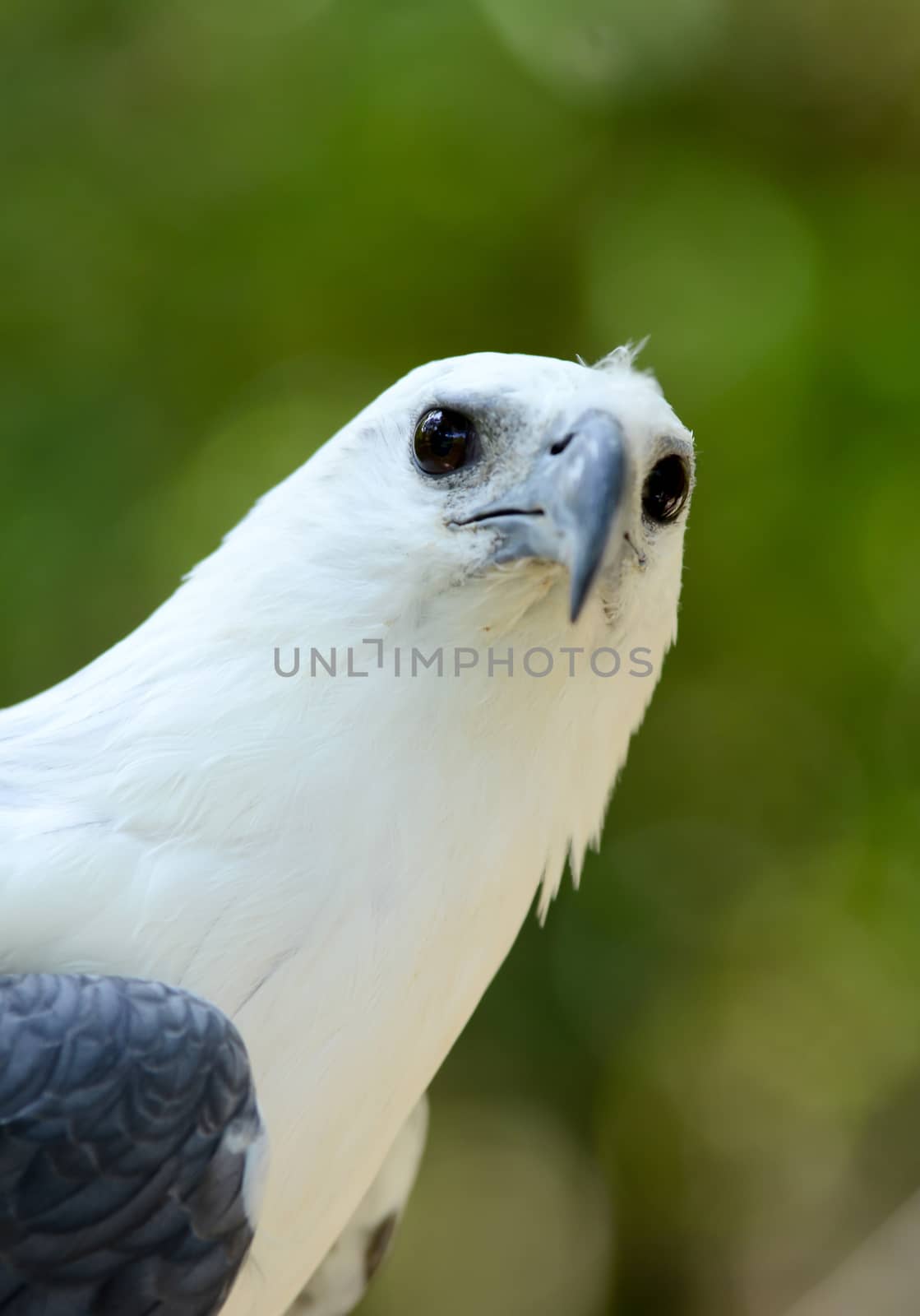 white bellie sea eagle by anankkml