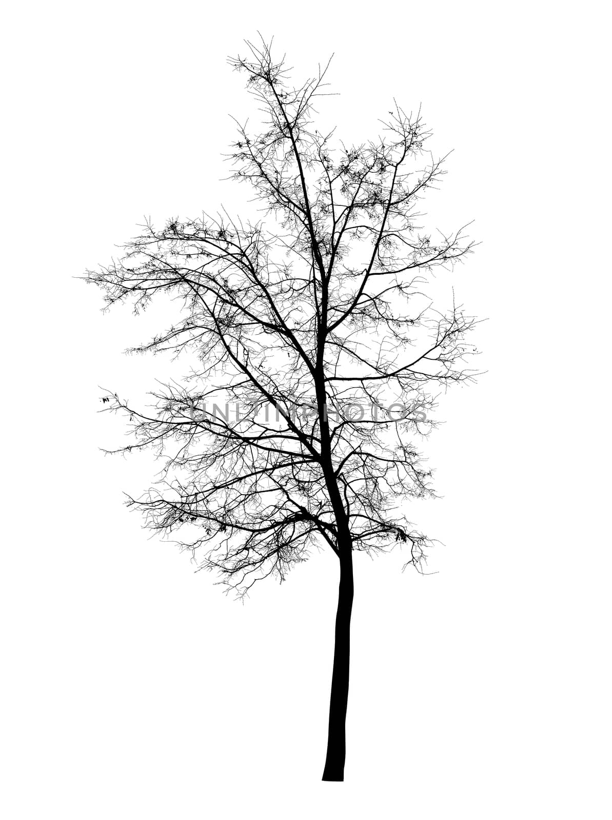 Bare tree isolated over white background