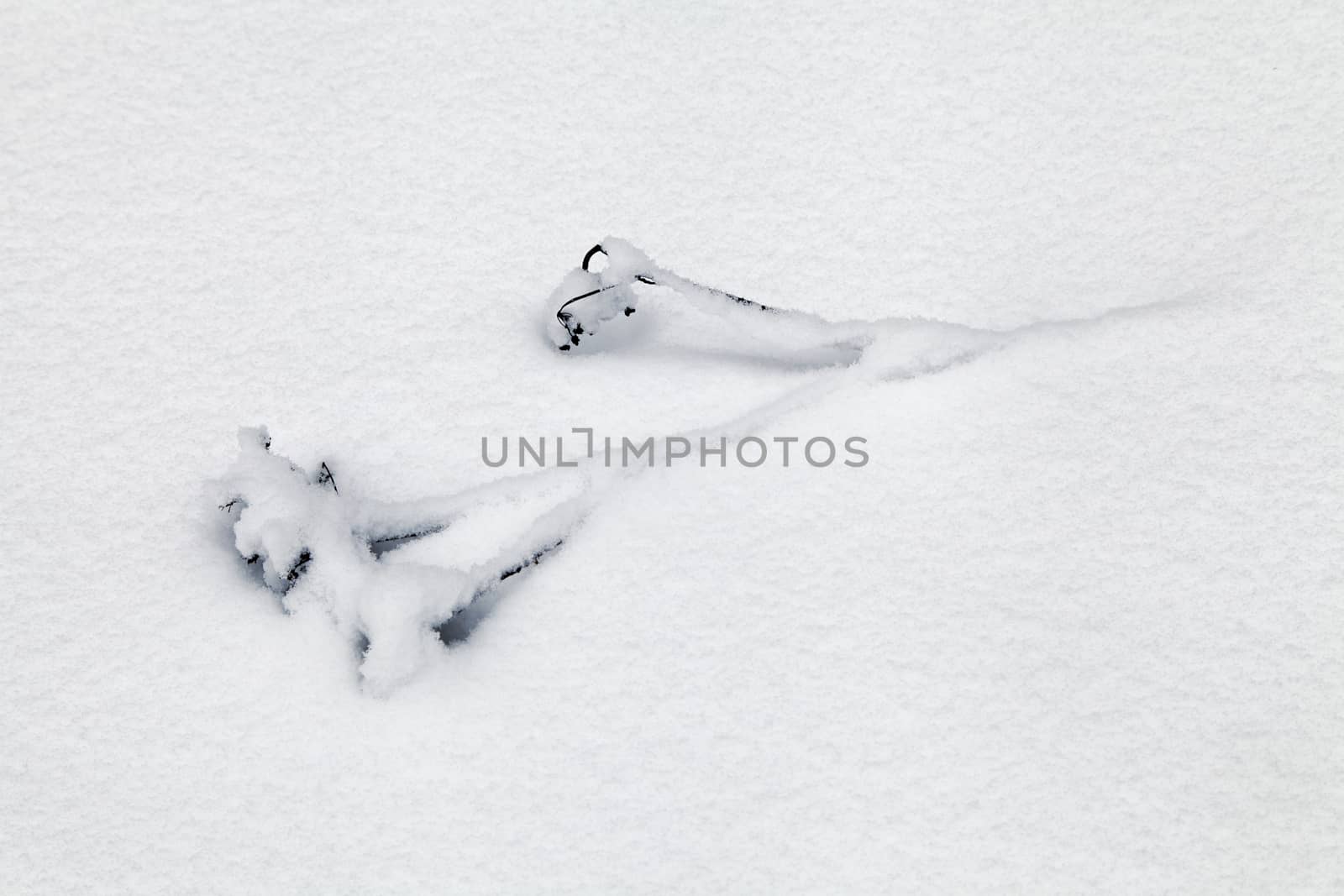 Dry grass covered with snow