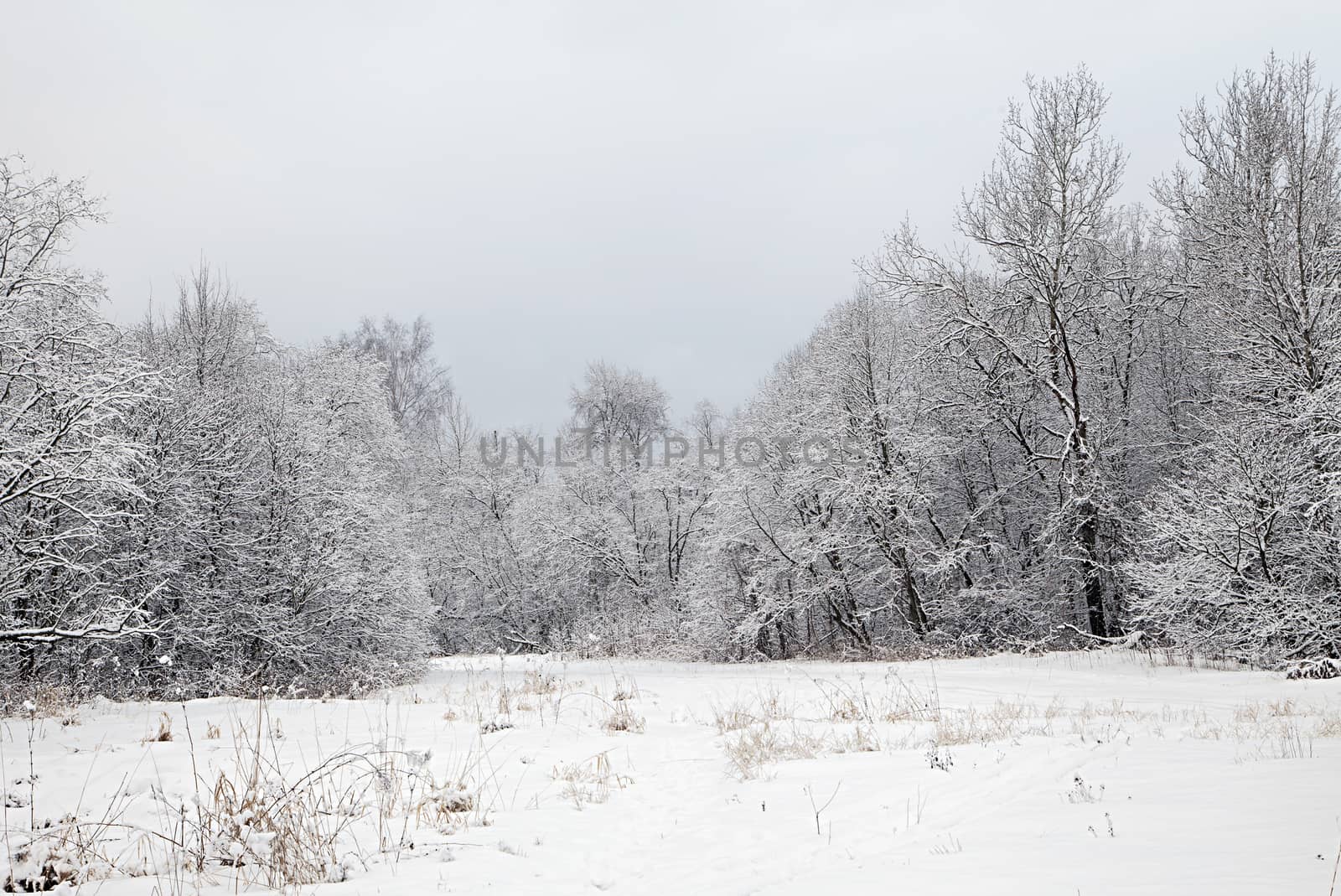 Trees in a forest covered with thick snow in winter