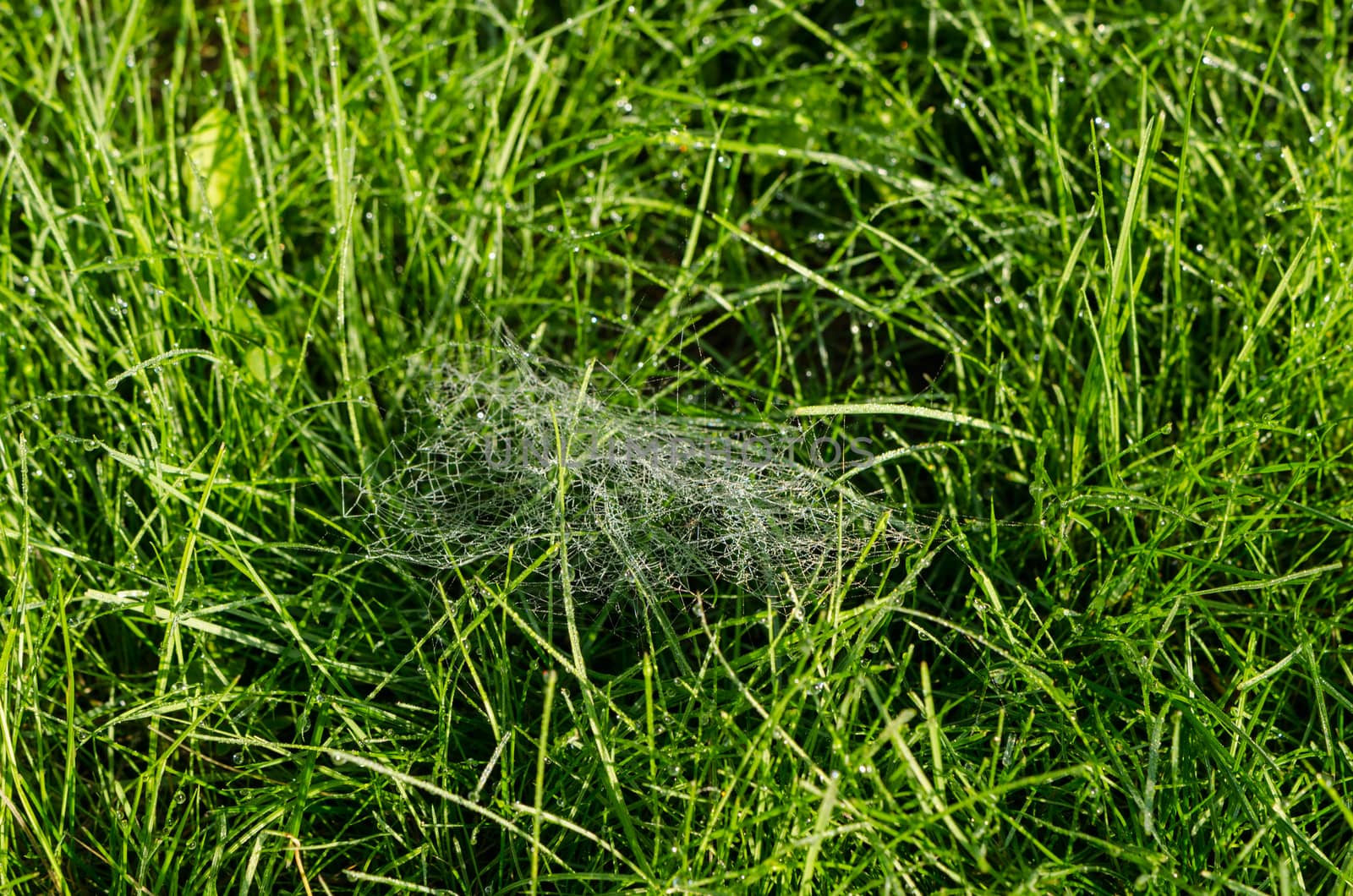 small spiders web full of dew drops in the meadow by sauletas