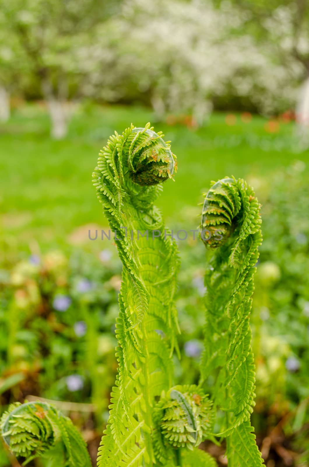 young green burgeon ferns in yard by sauletas