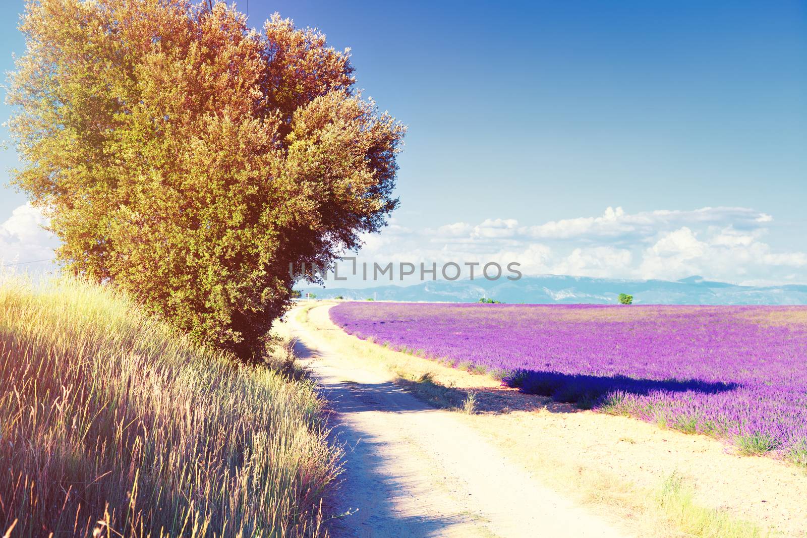 country road near Lavender field. The plateau of Valensole in Provence 