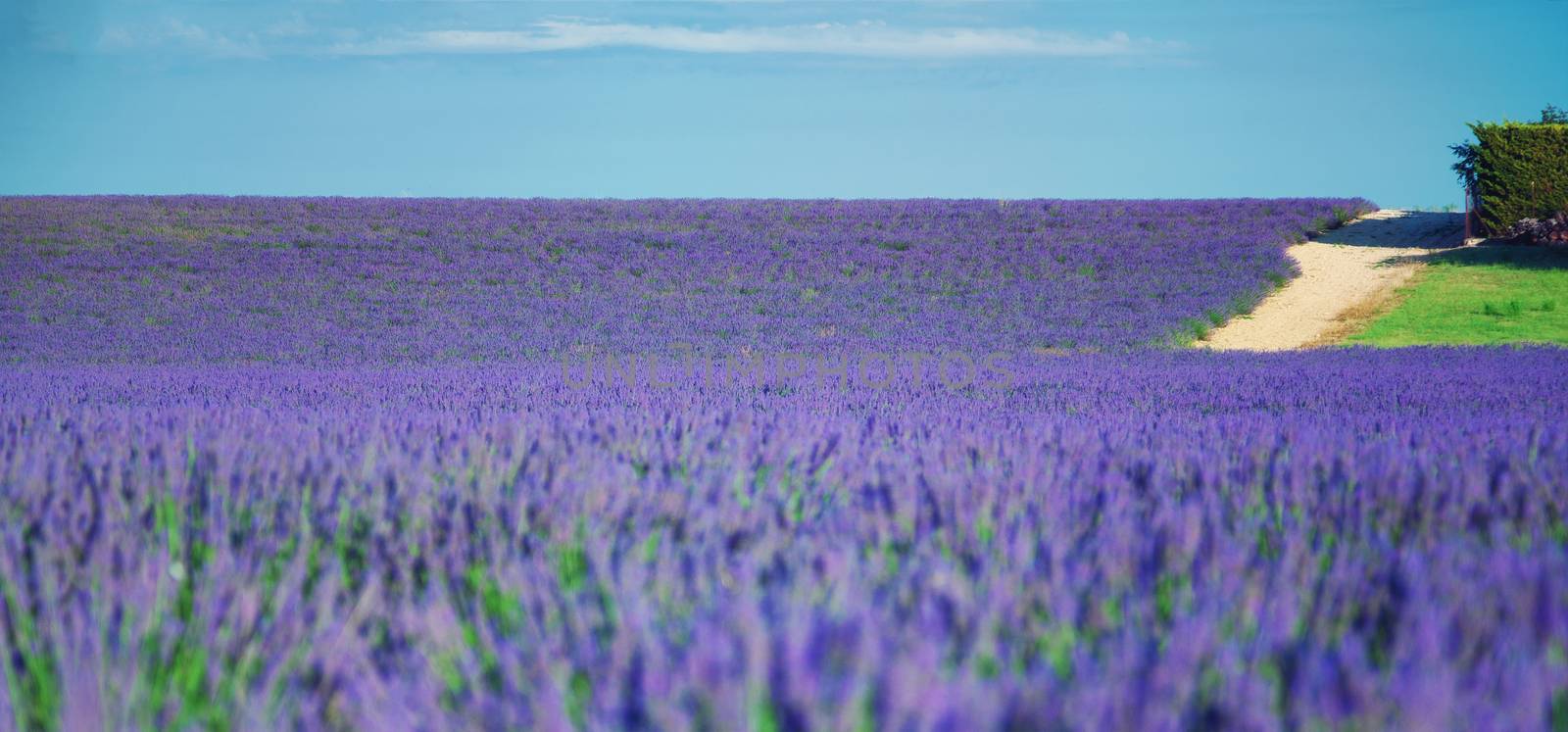 country road near Lavender field. The plateau of Valensole in Provence 