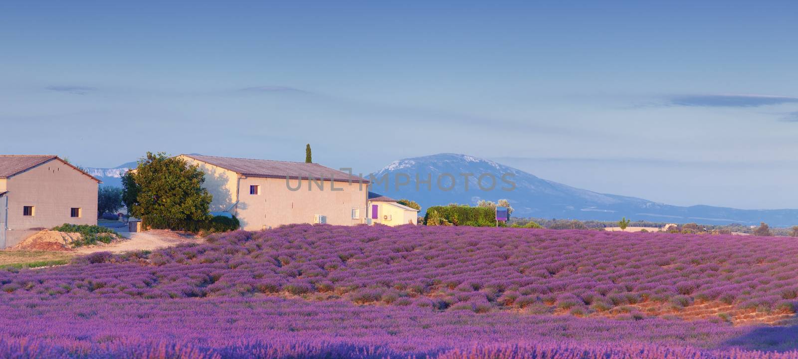 Lavander farm  in Valensole.Provence, France.