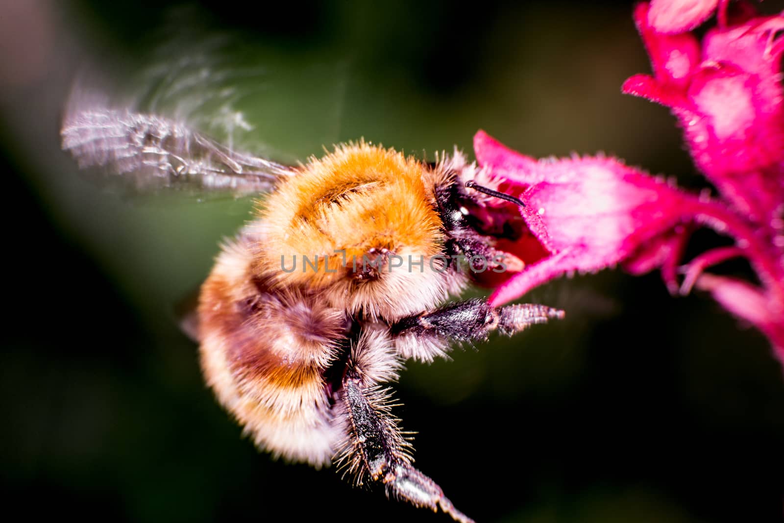 Bumble bee by thomas_males