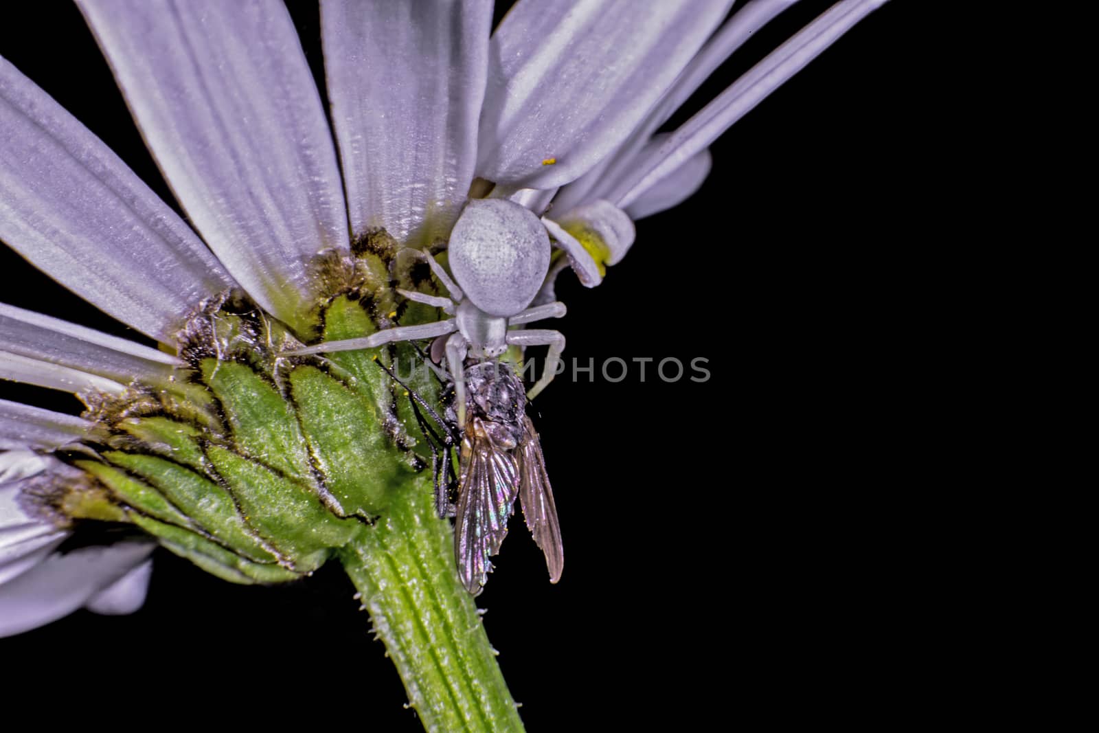 Flower crab spider by thomas_males
