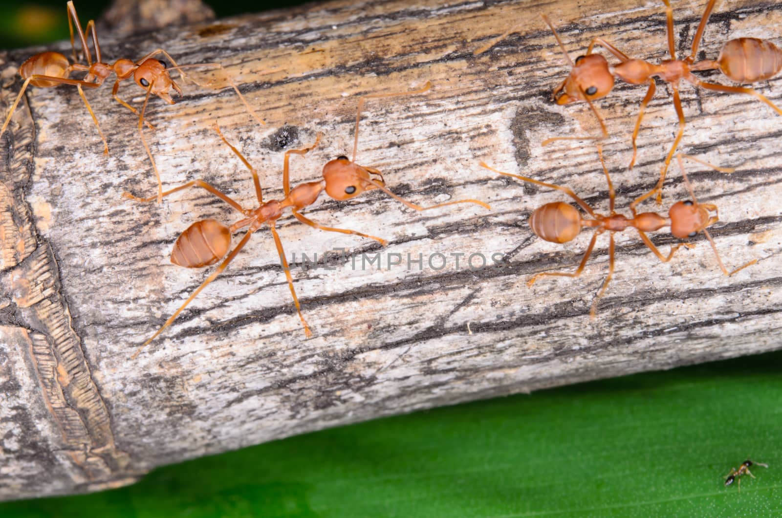 close-up of group of red ant on bamboo stick