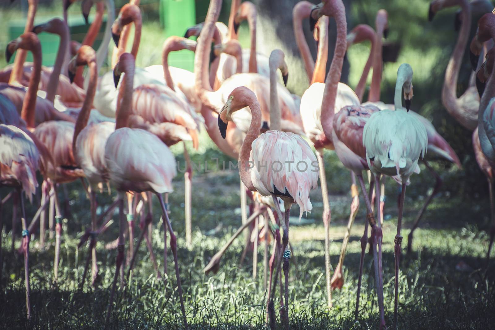 group of flamingoes with long necks and beautiful plumage