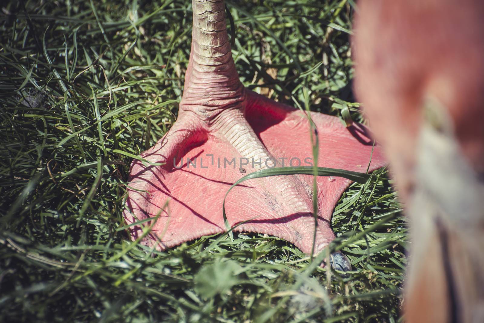 detail flamingo leg resting on the grass