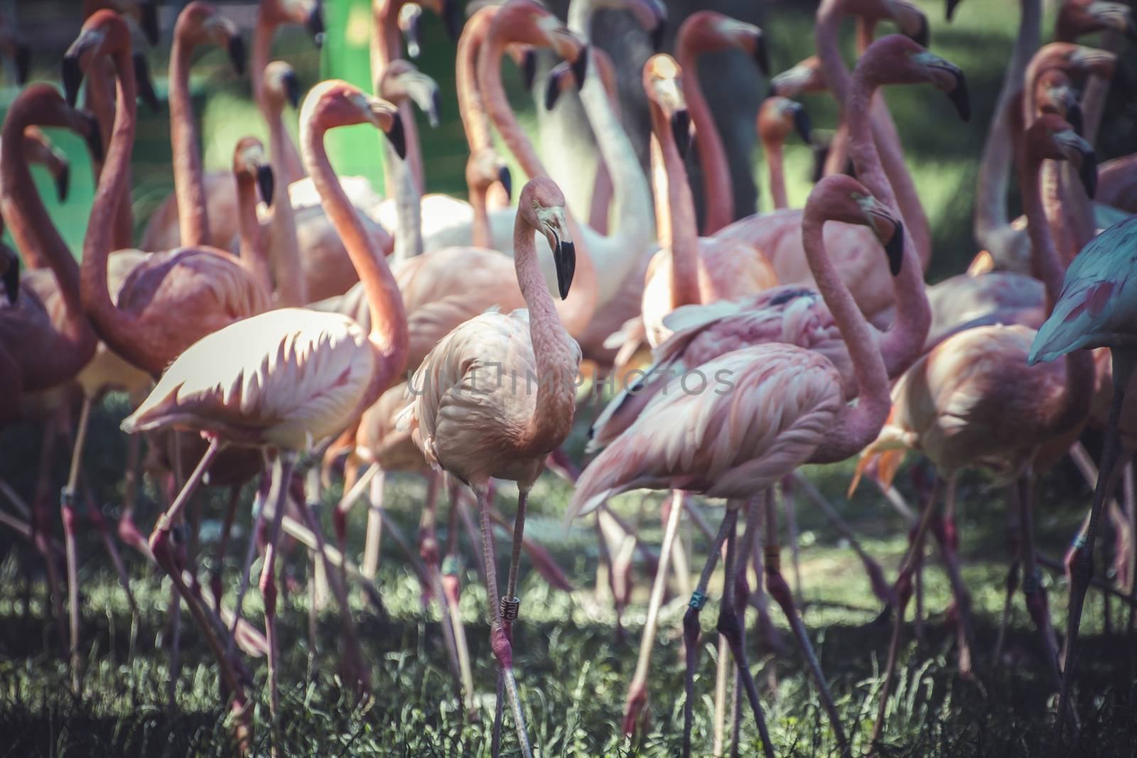group of flamingoes with long necks and beautiful plumage