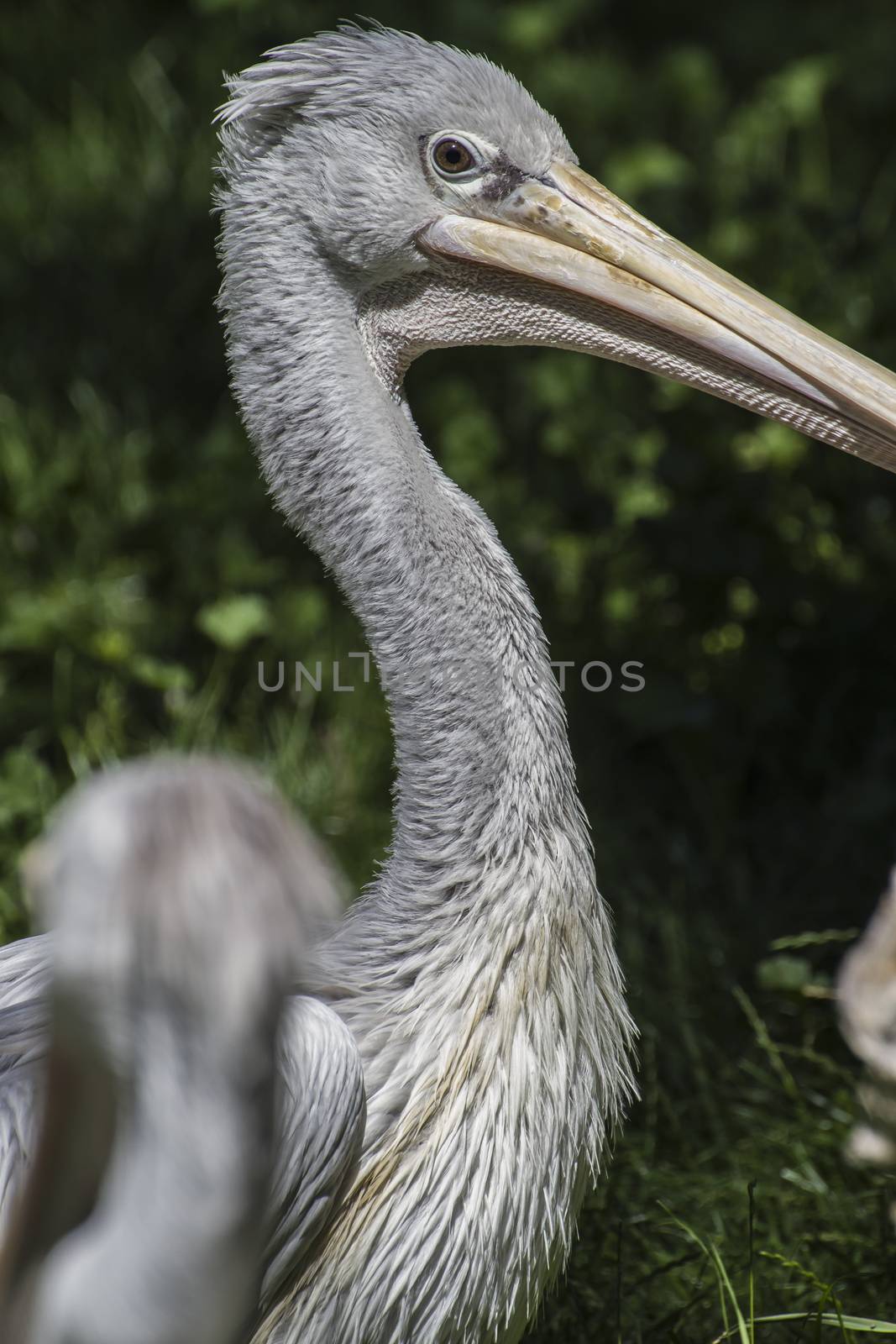 avian pelican, bird with huge beak by FernandoCortes