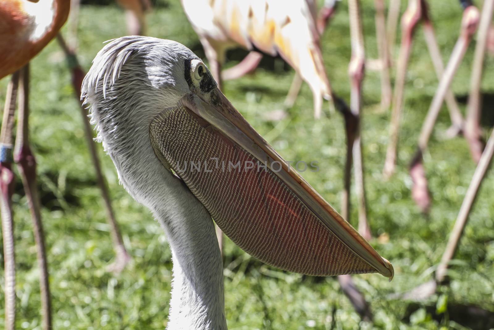 wildlife pelican, bird with huge beak by FernandoCortes