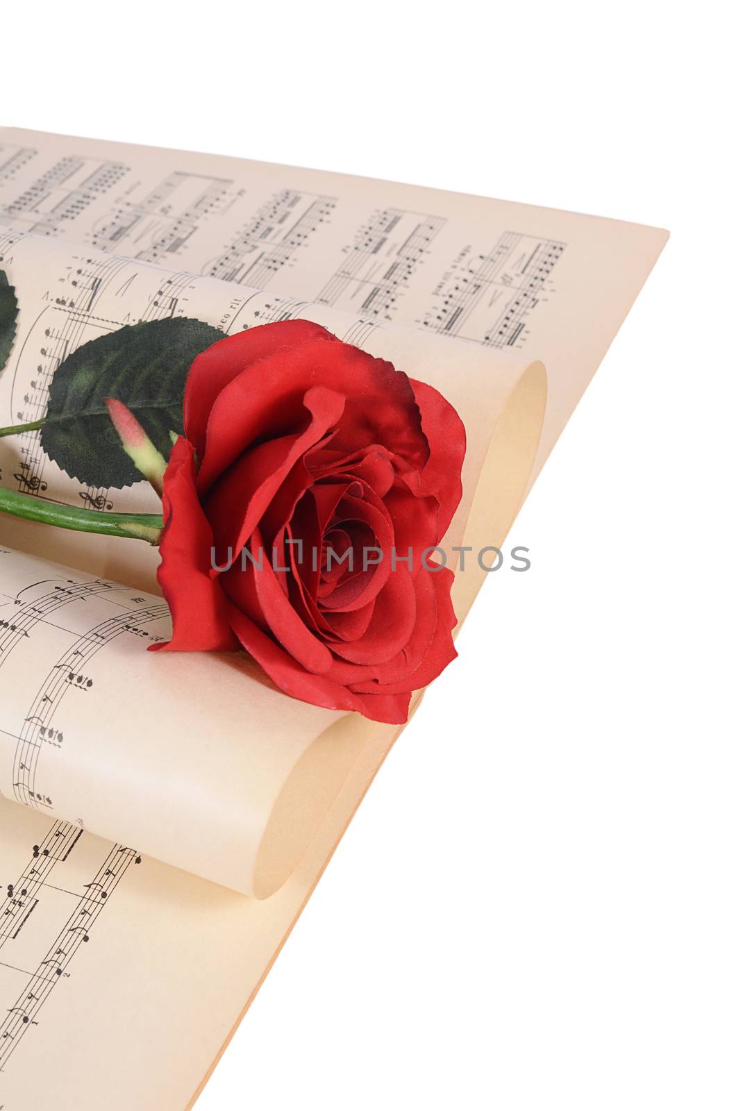 The rose on notebooks with musical notes