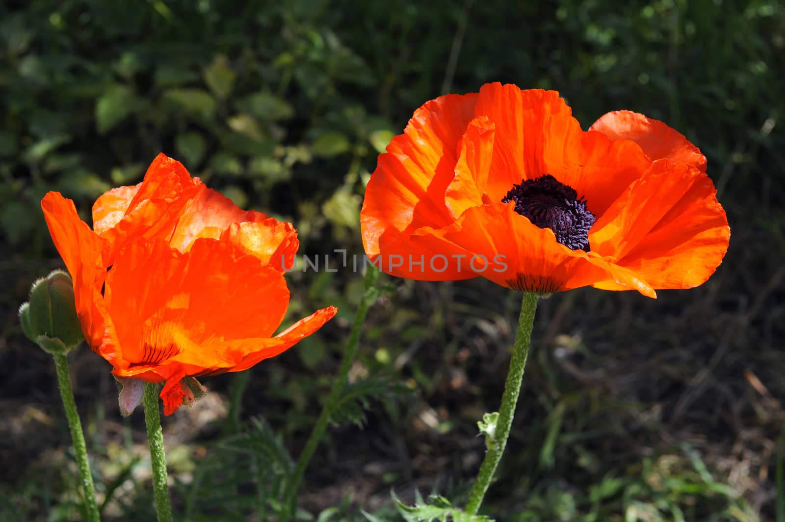 Beautiful red poppies in a garden. by veronka72