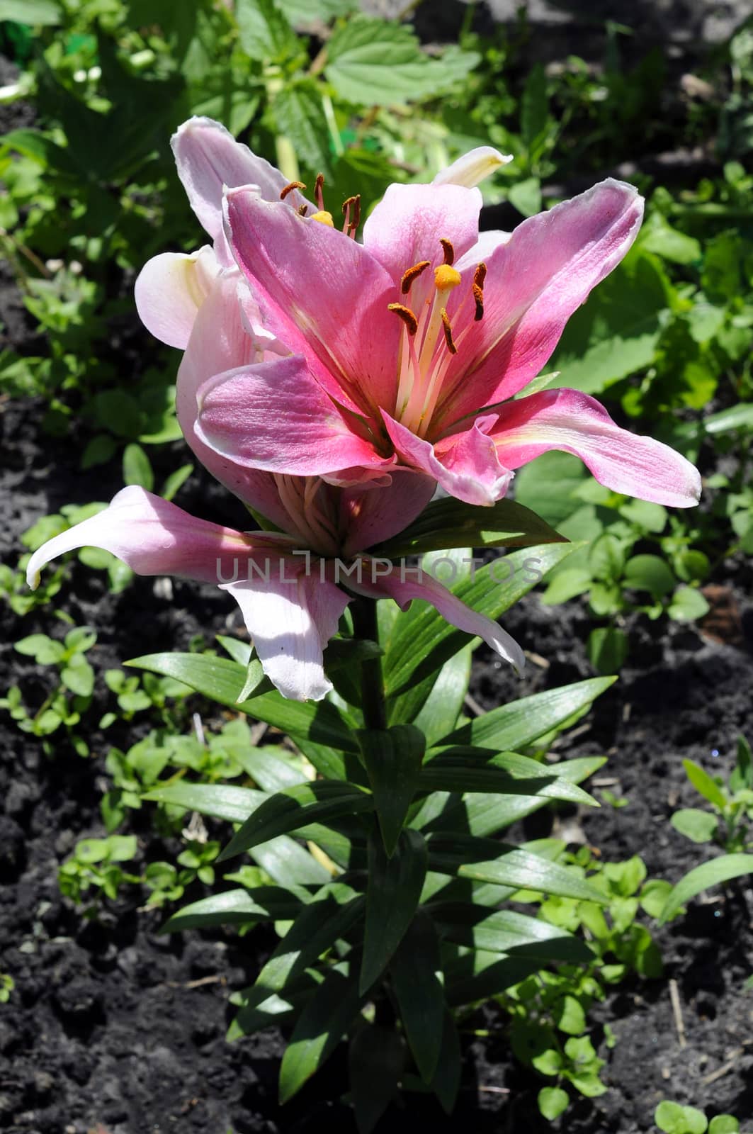 Gentle flowers of a pink lily in a garden
