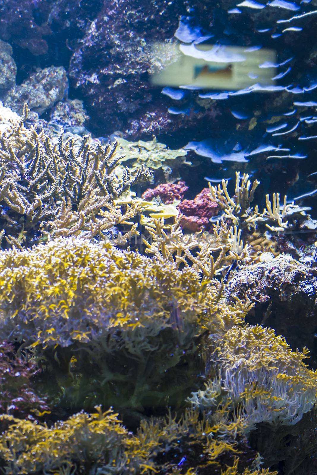 seabed with fish and coral reef