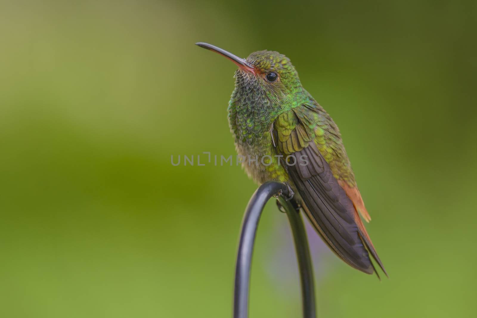Wary rufous-tailed hummingbird photographed in Costa Rica.