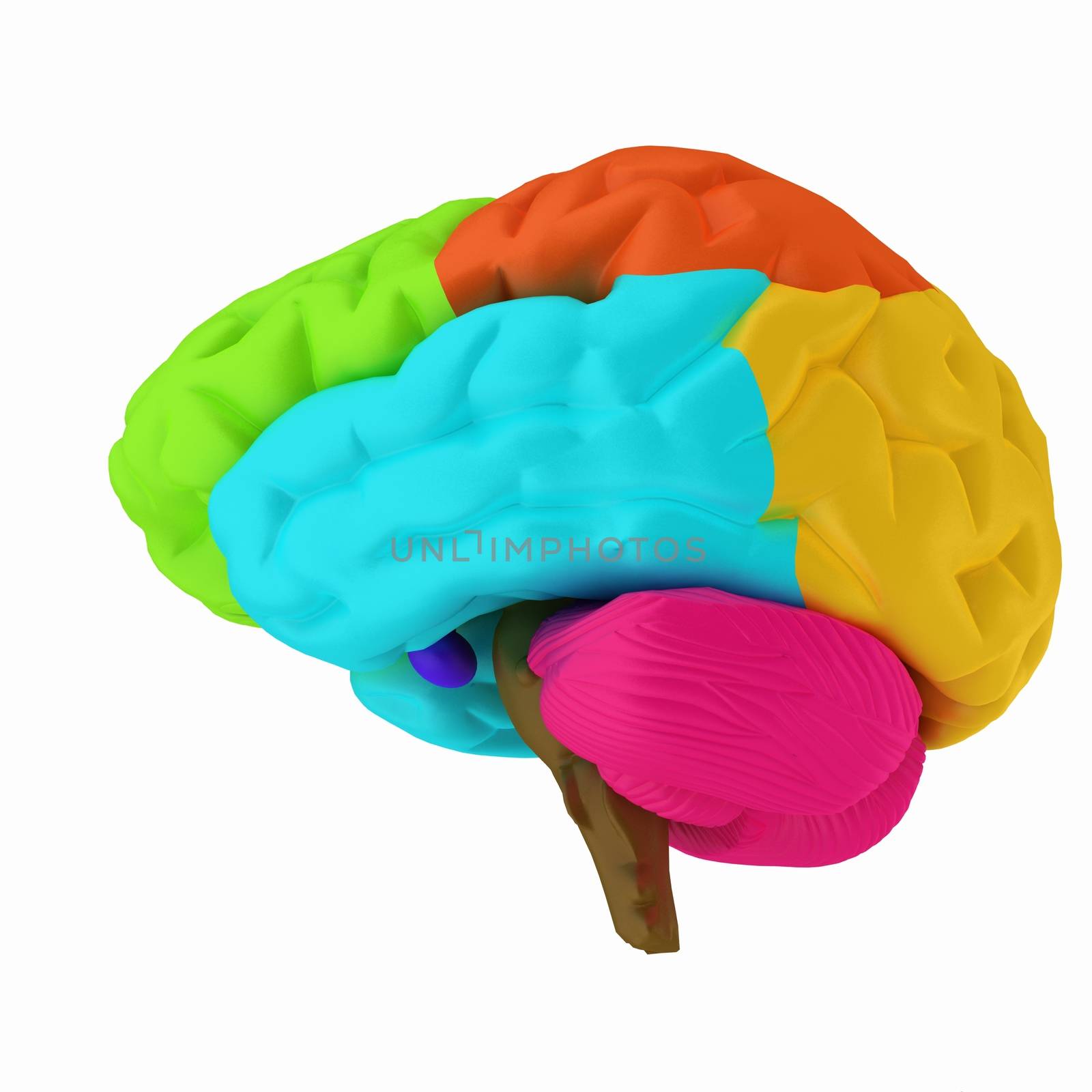 Colorfull human brain by Guru3D