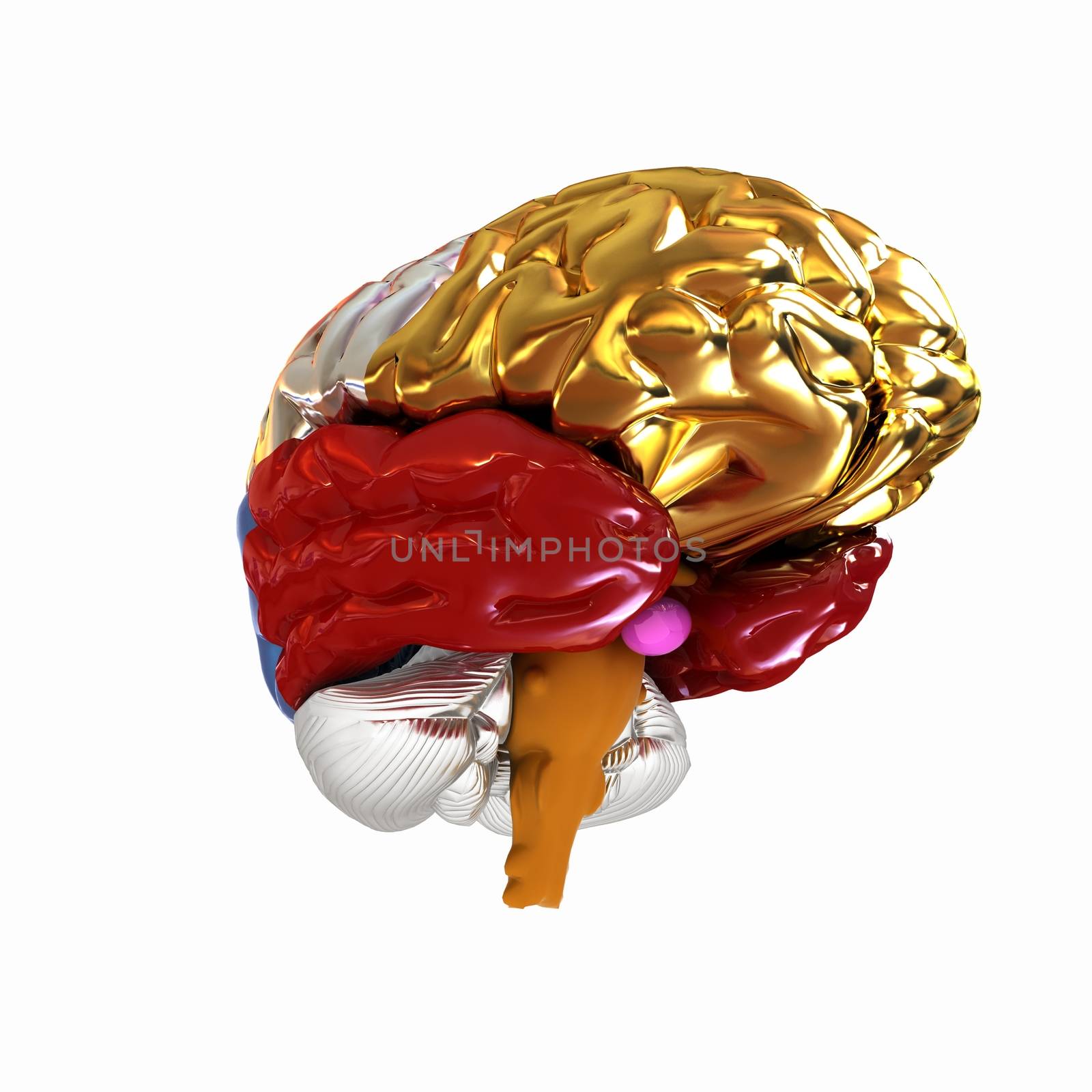 Colorfull human brain