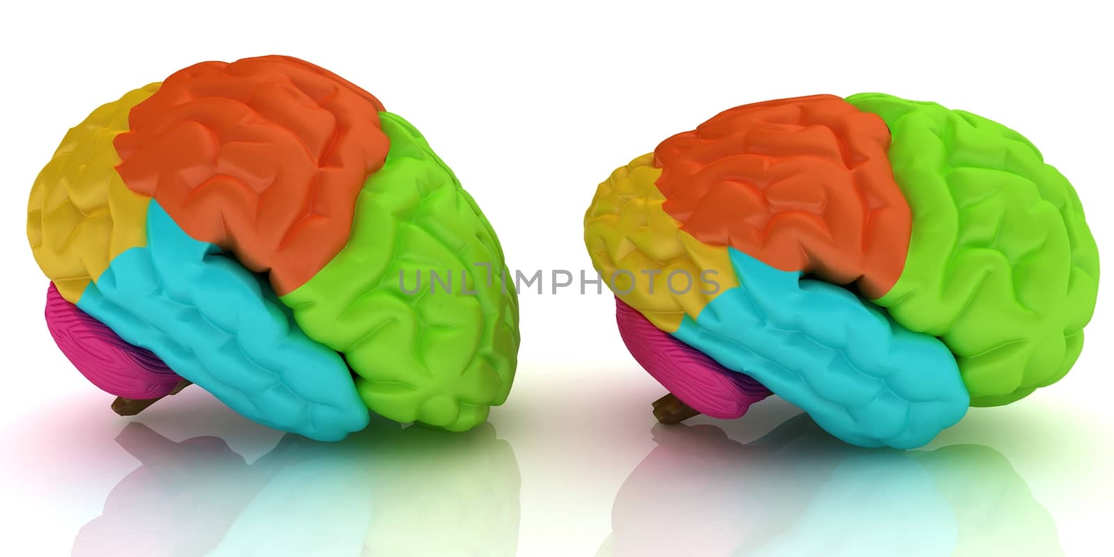 Human brains by Guru3D