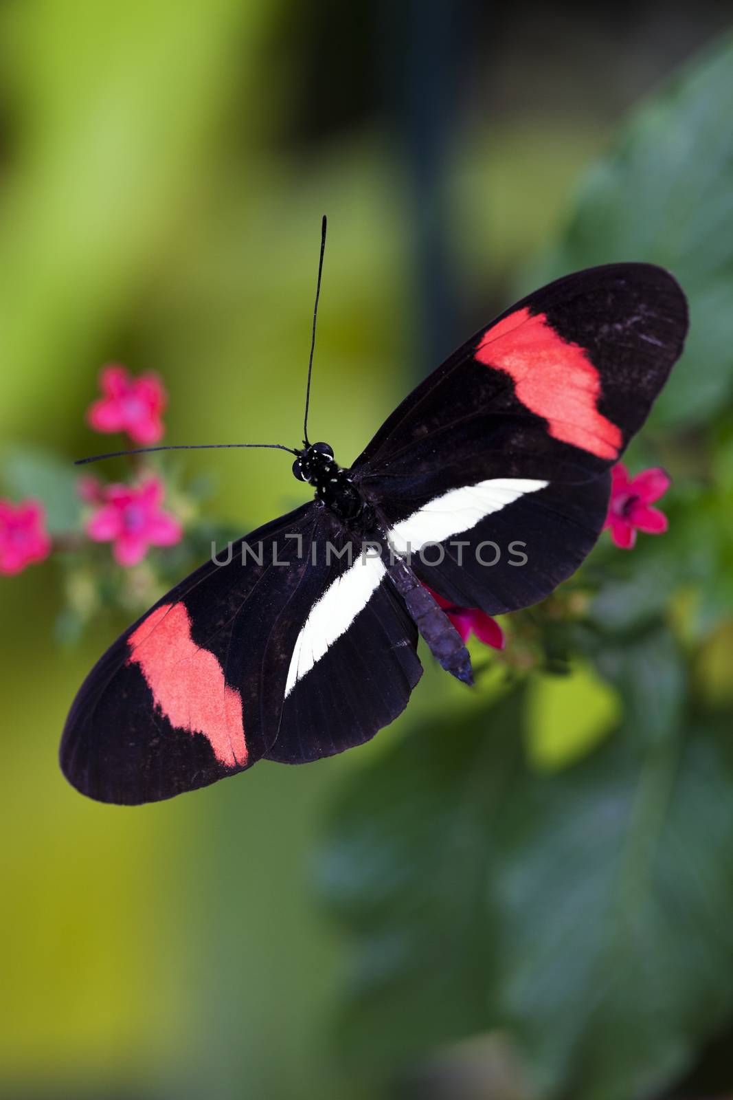 Beautiful coral pink and black butterfly perched on a flower.