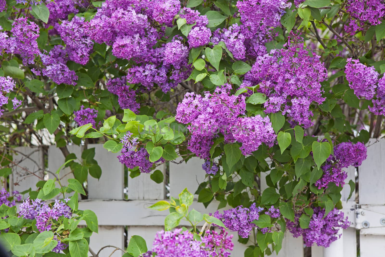 A large lilac bush in full bloom shades a white fence.