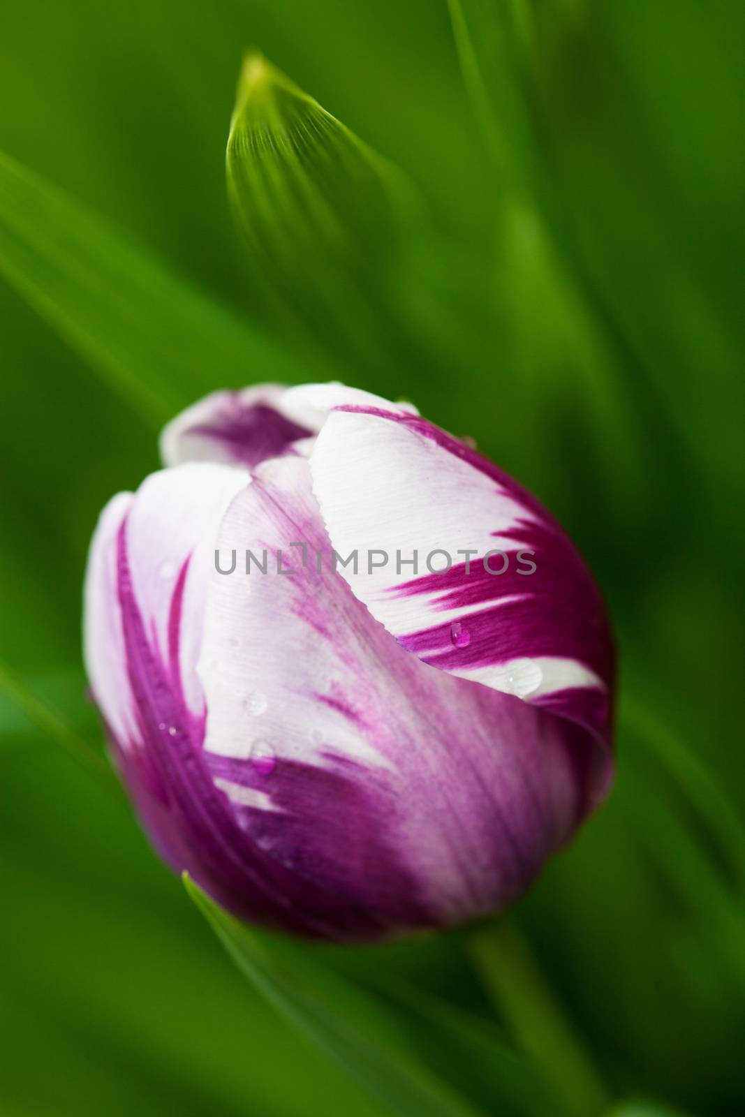 Hybrid tulip variety,  Blueberry Ripple, on a windy, wet day.   Shallow depth of field.  Makes a beautiful art print.