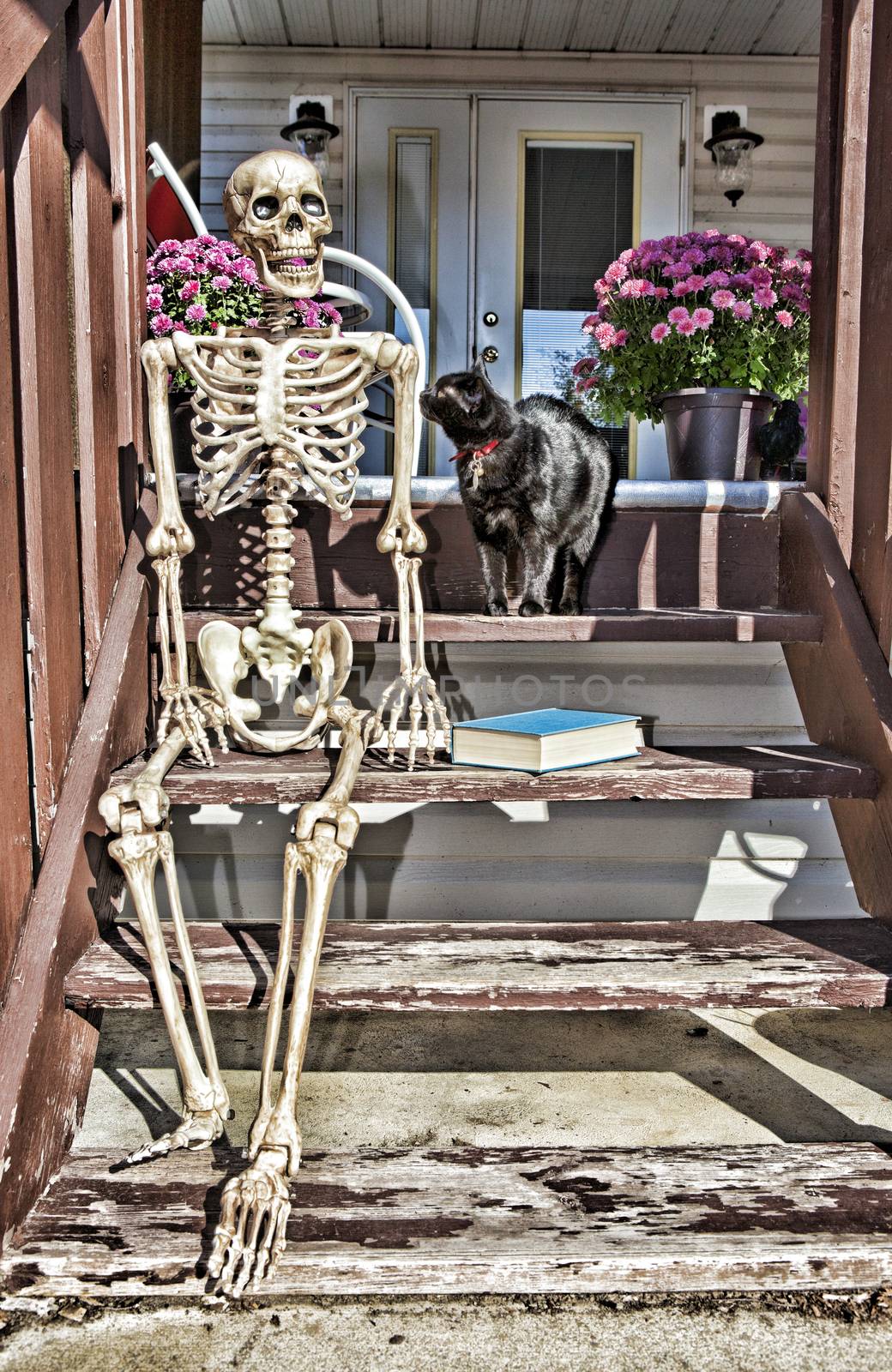 A skeleton sitting on the backsteps enjoying the morning sun with a good book and pet black cat.