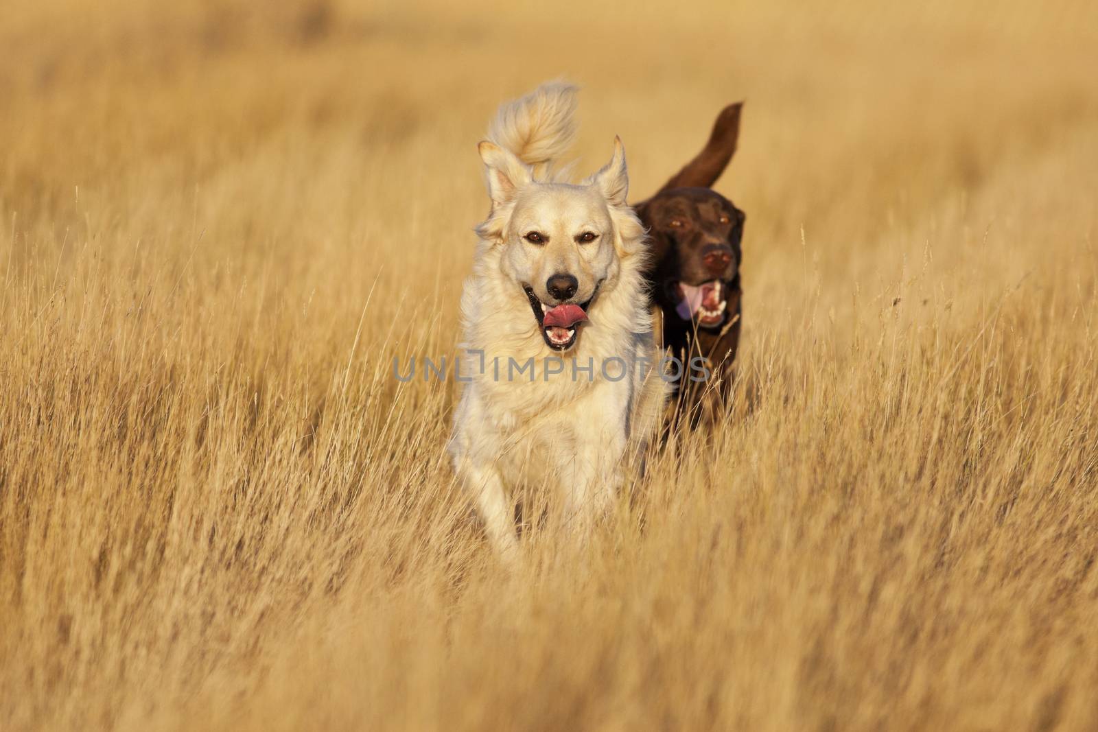 A Golden Labrador Retriever and a Chocolate Lab Retriever running through a harvested wheat field during evening's golden hour.