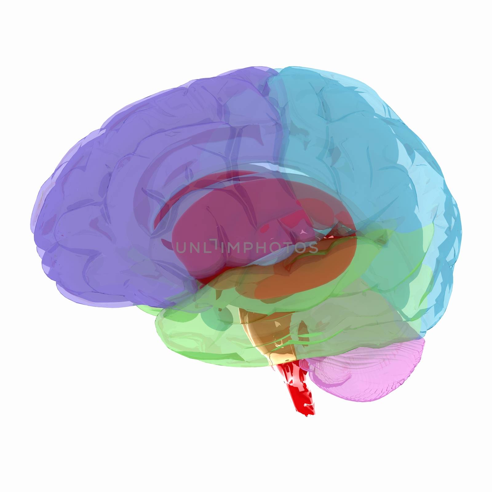 Human brain by Guru3D