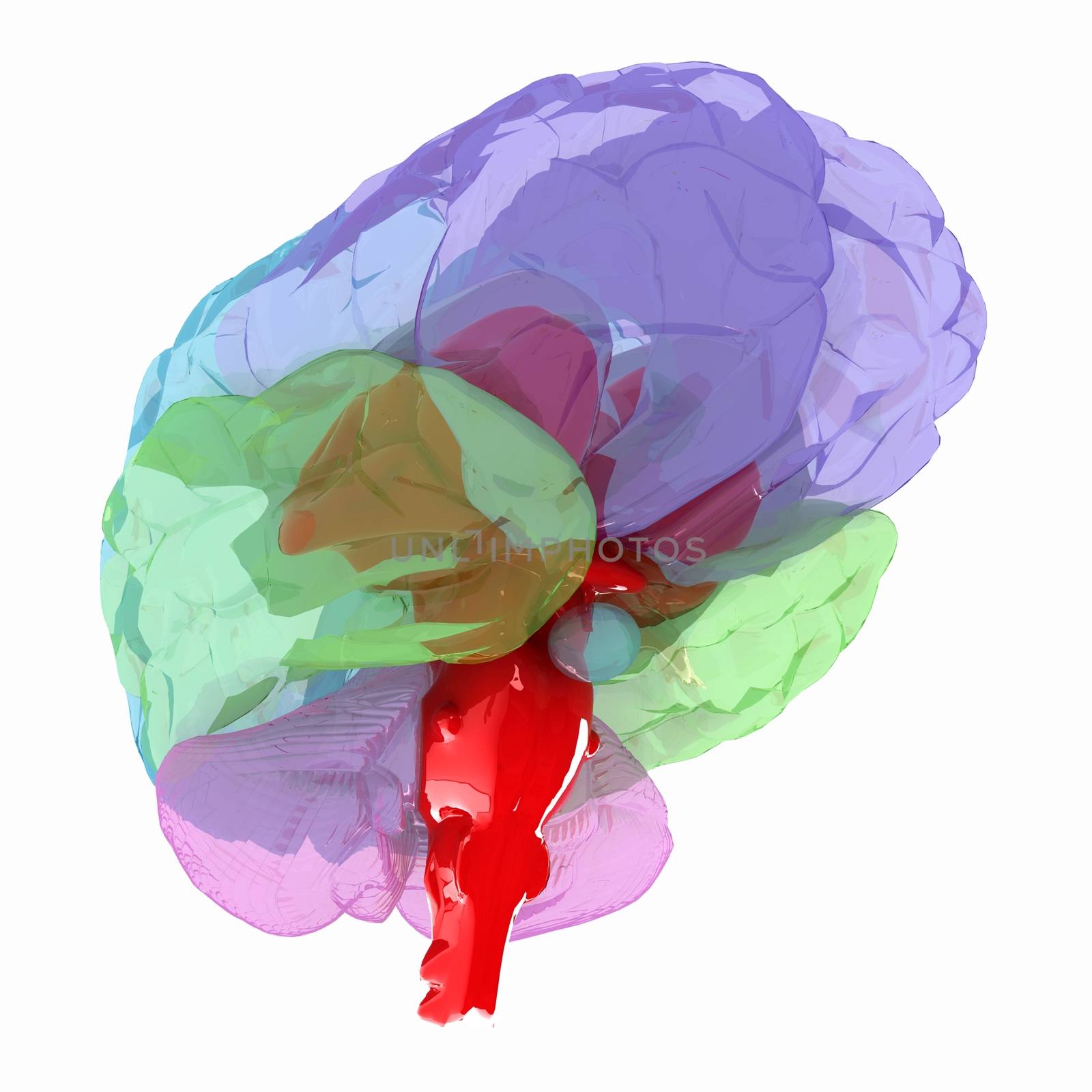 Human brain by Guru3D