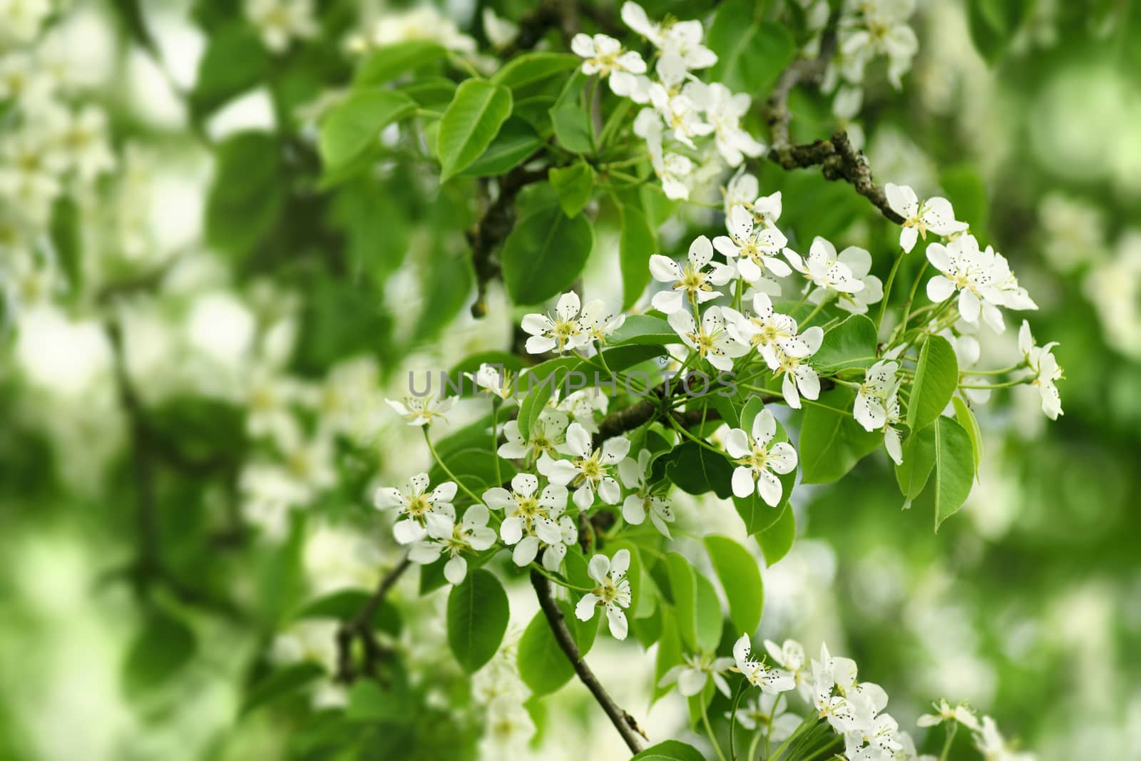 White pear flowers. by Pietus