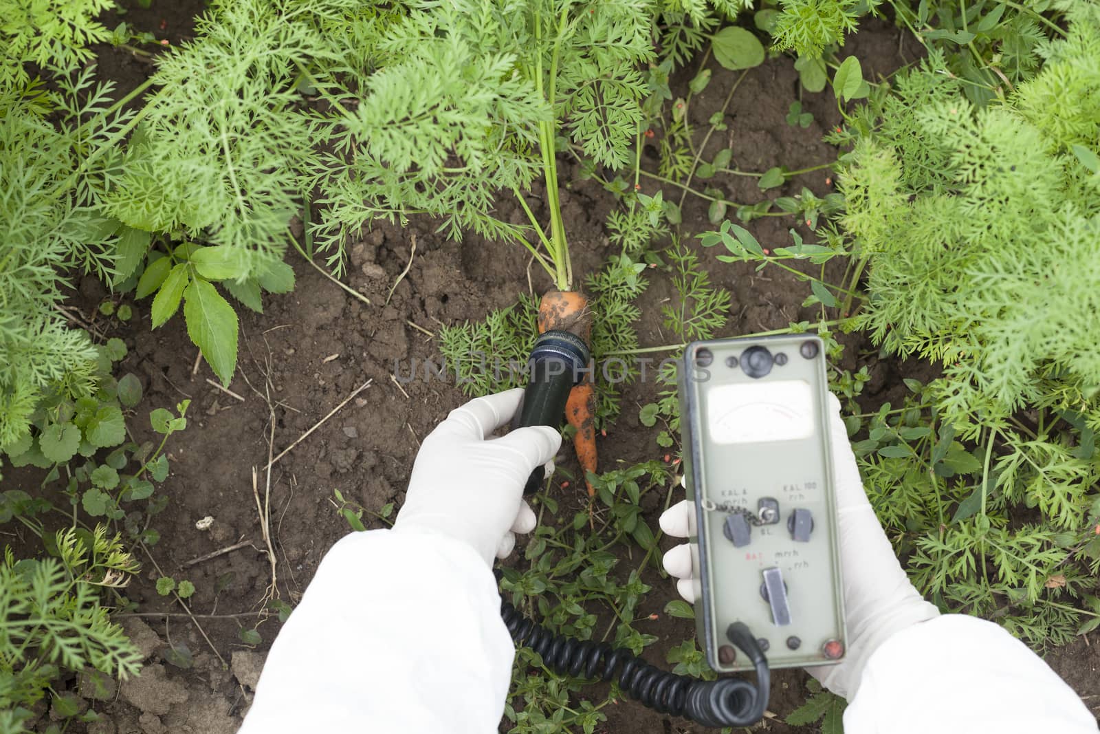 Measuring radiation levels of carrot by wellphoto