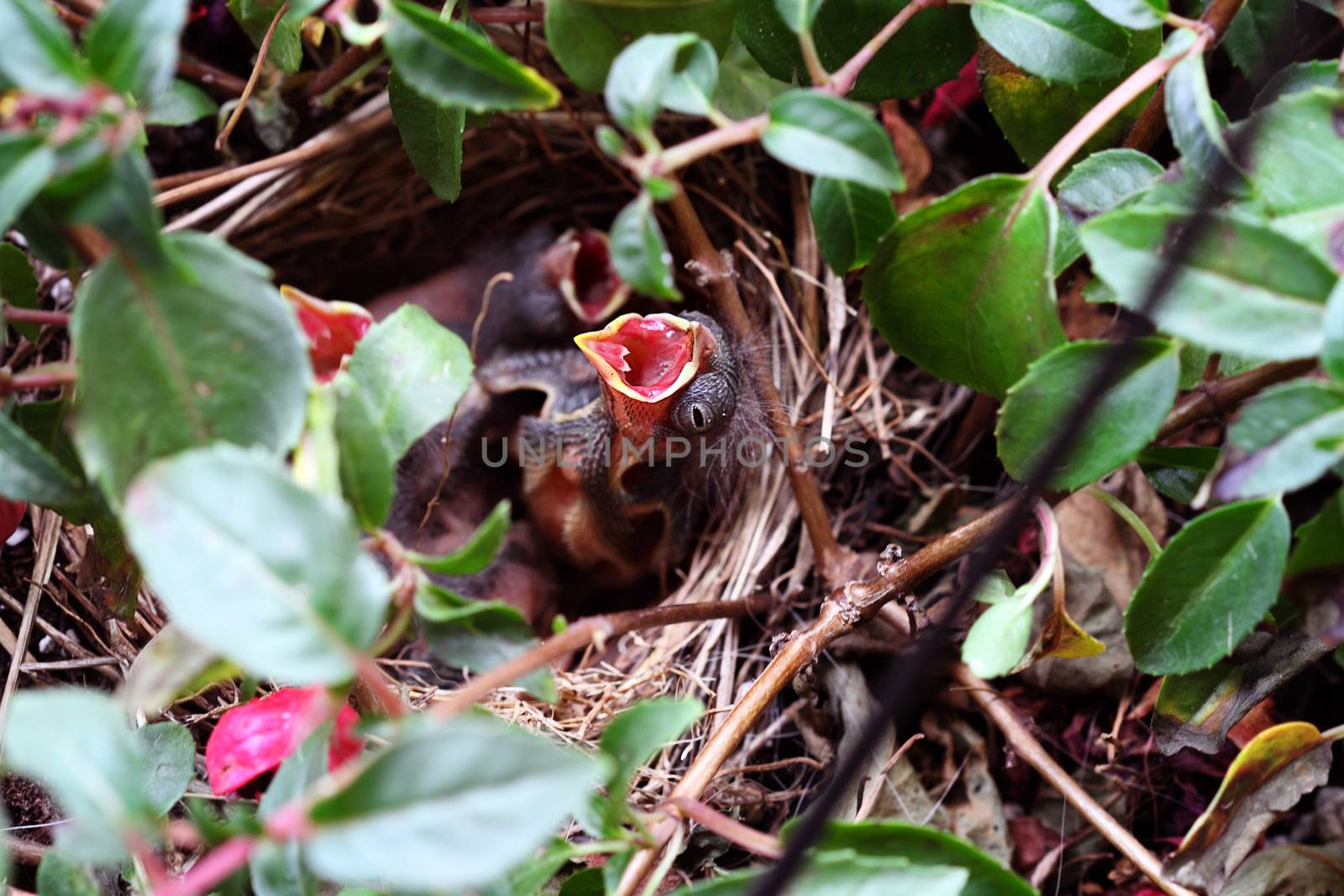 Baby Sparrow in a Nest by StephanieFrey