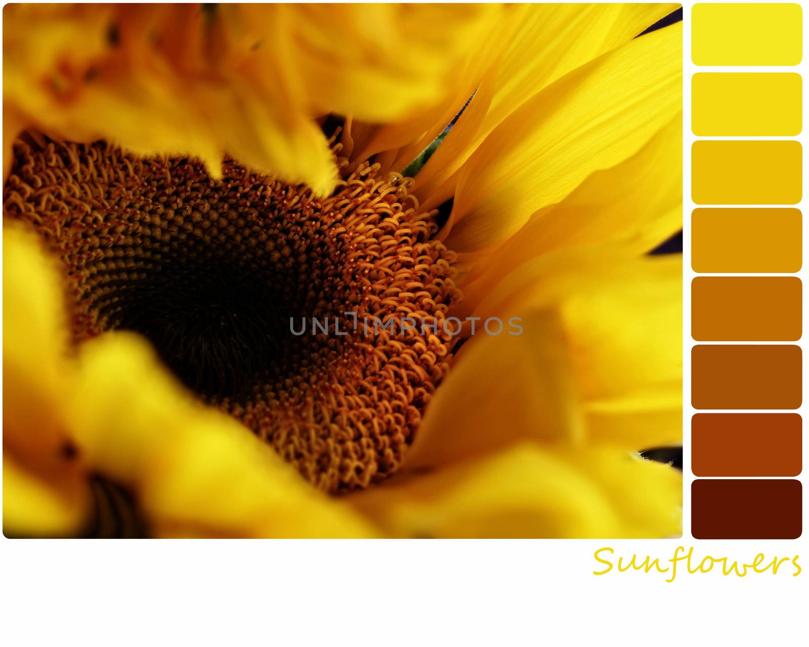 Macro of a sunflower with a color palette of complimentary color swatches. Selective focus on center of flower with extreme shallow depth of field.