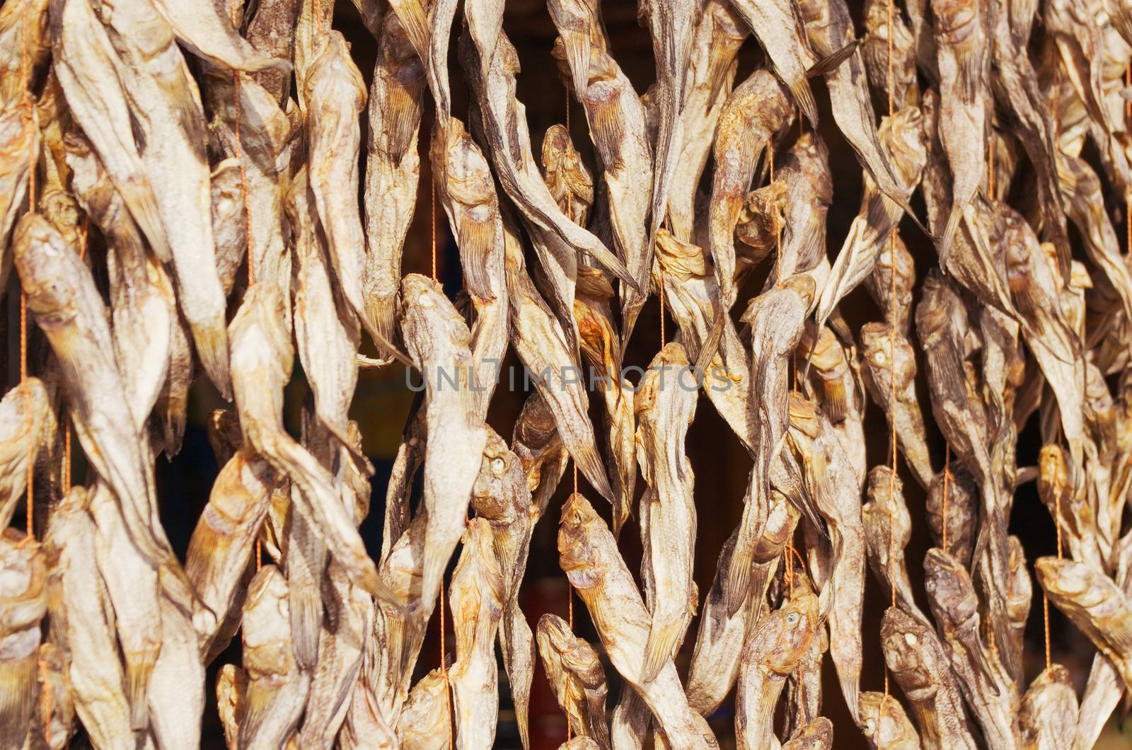 traditional stockfish outdoor drying on the sun