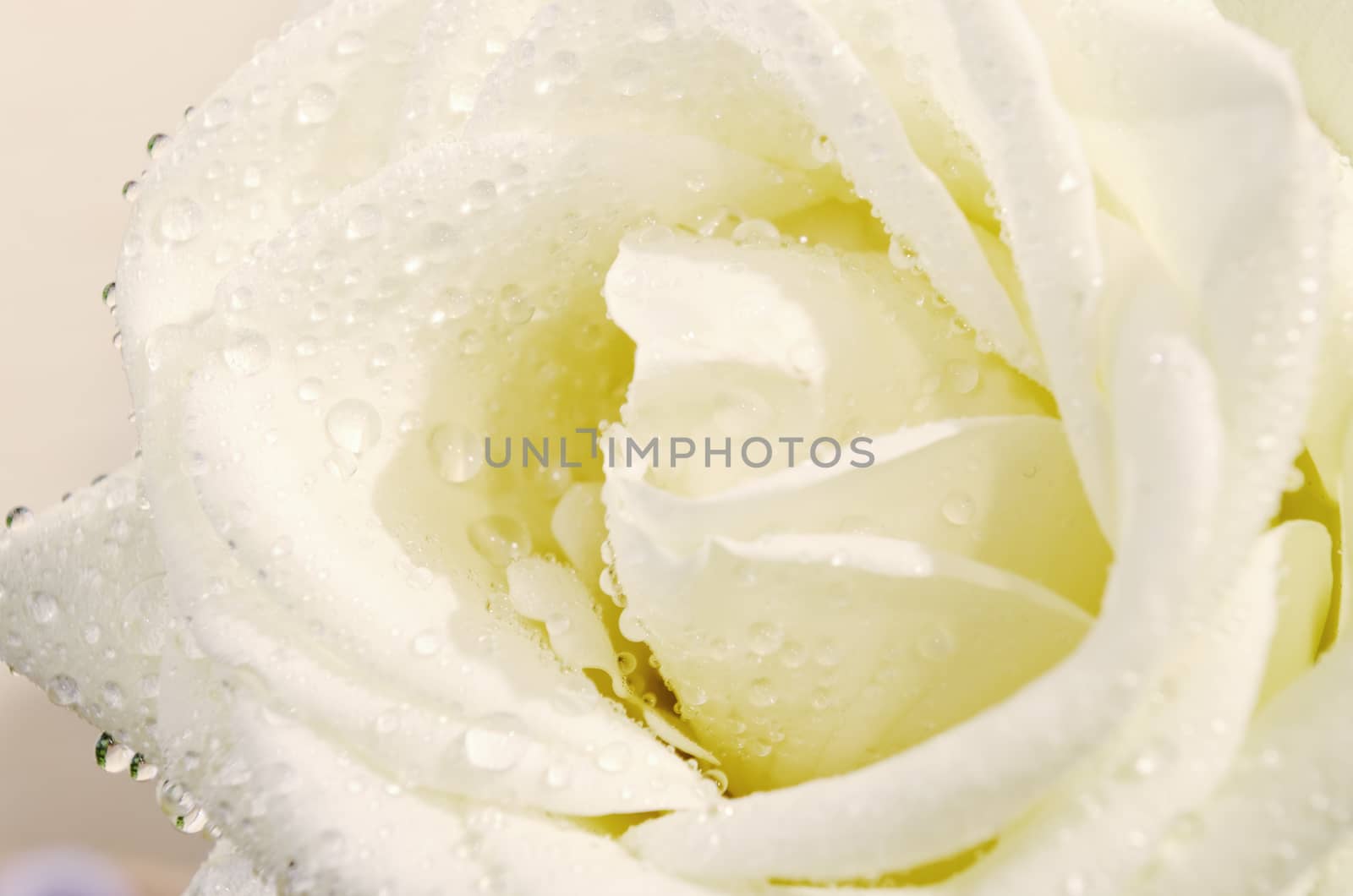 Fragile white rose with water drops. Macro