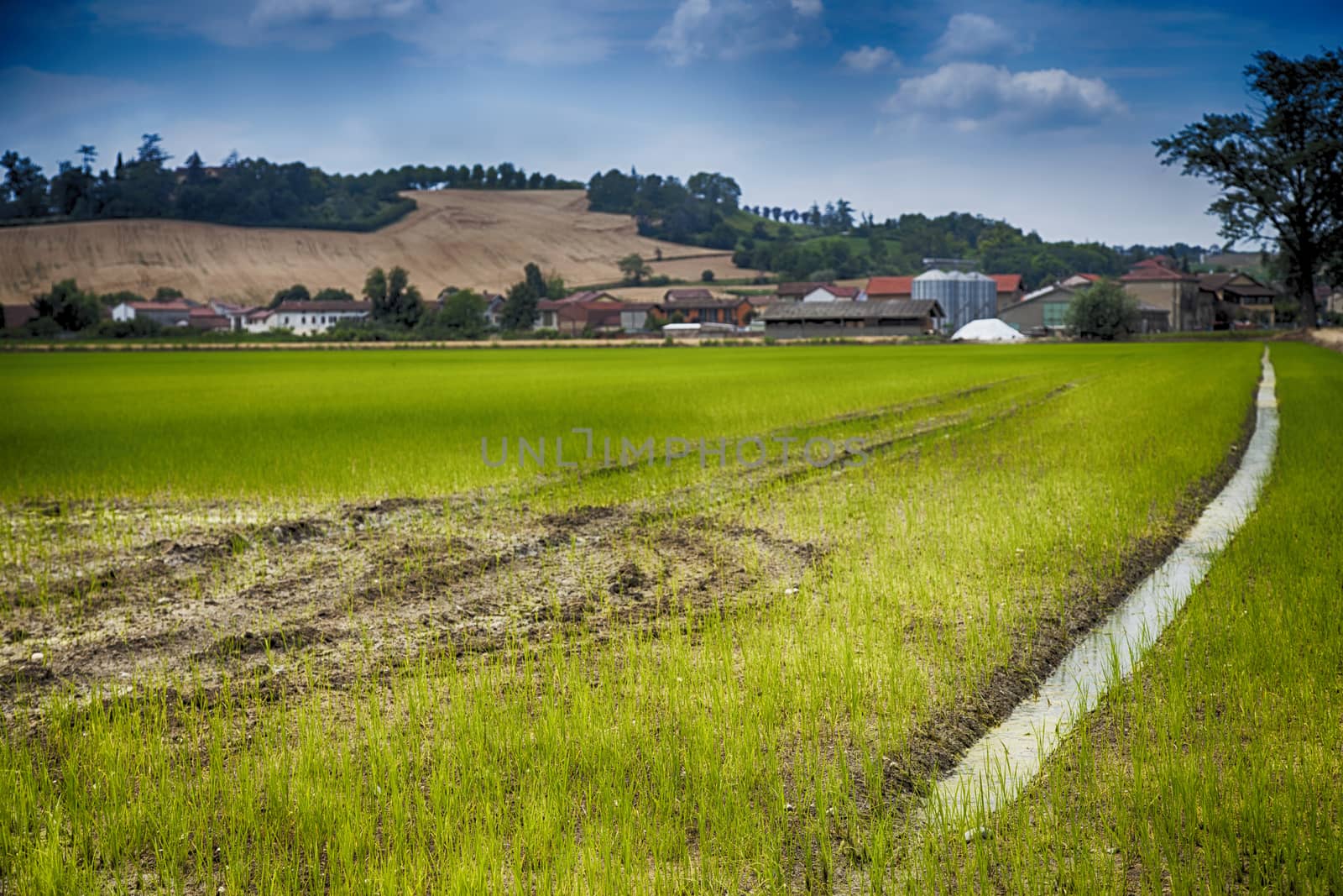 Rice field by Koufax73