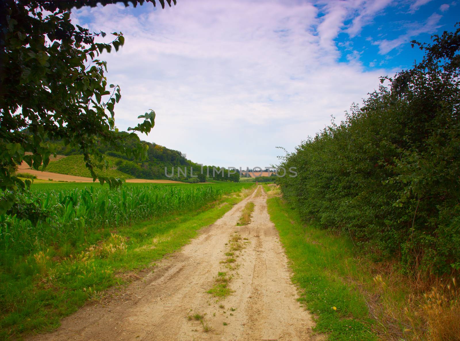 Road cutting through the fields, trees on the sides